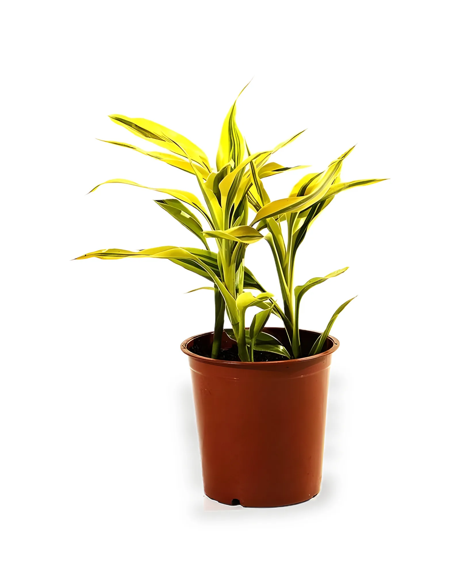 Dracena Sanderiana MDPT12 (enviamos para todo Brasil)