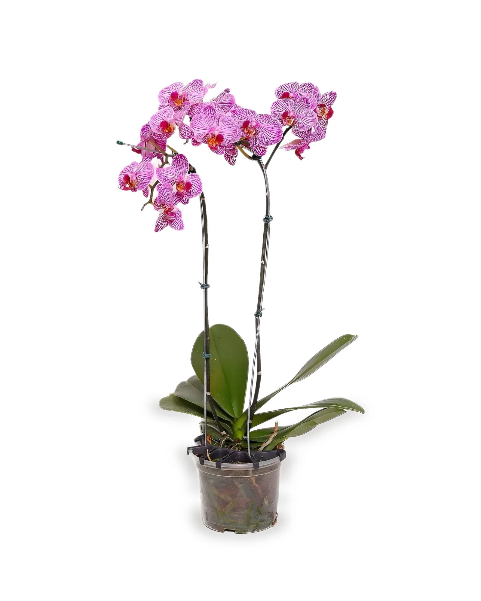 Orquídea Phalaenopsis Pink 2 Hastes MDPT15