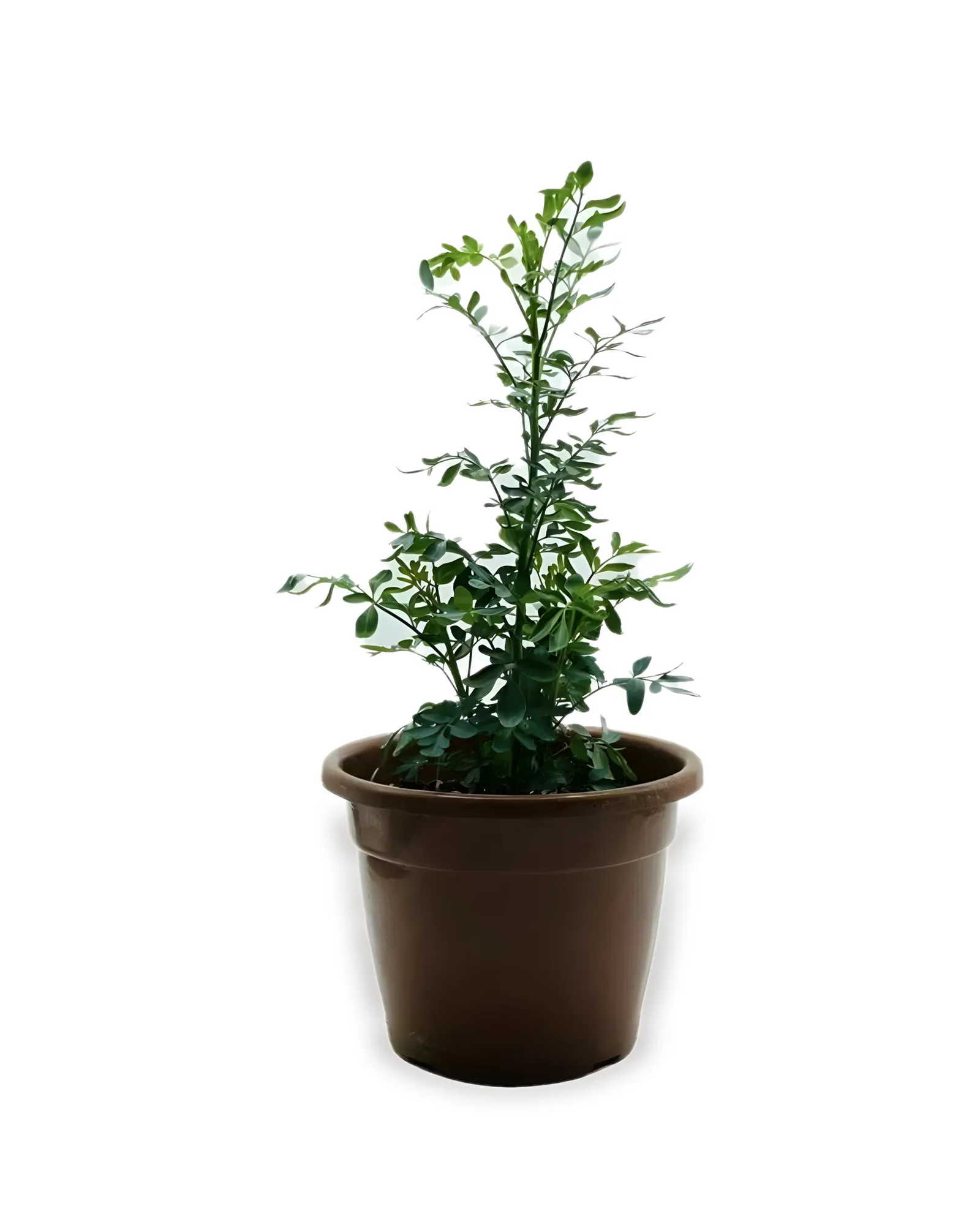 ARRUDA MDPT24