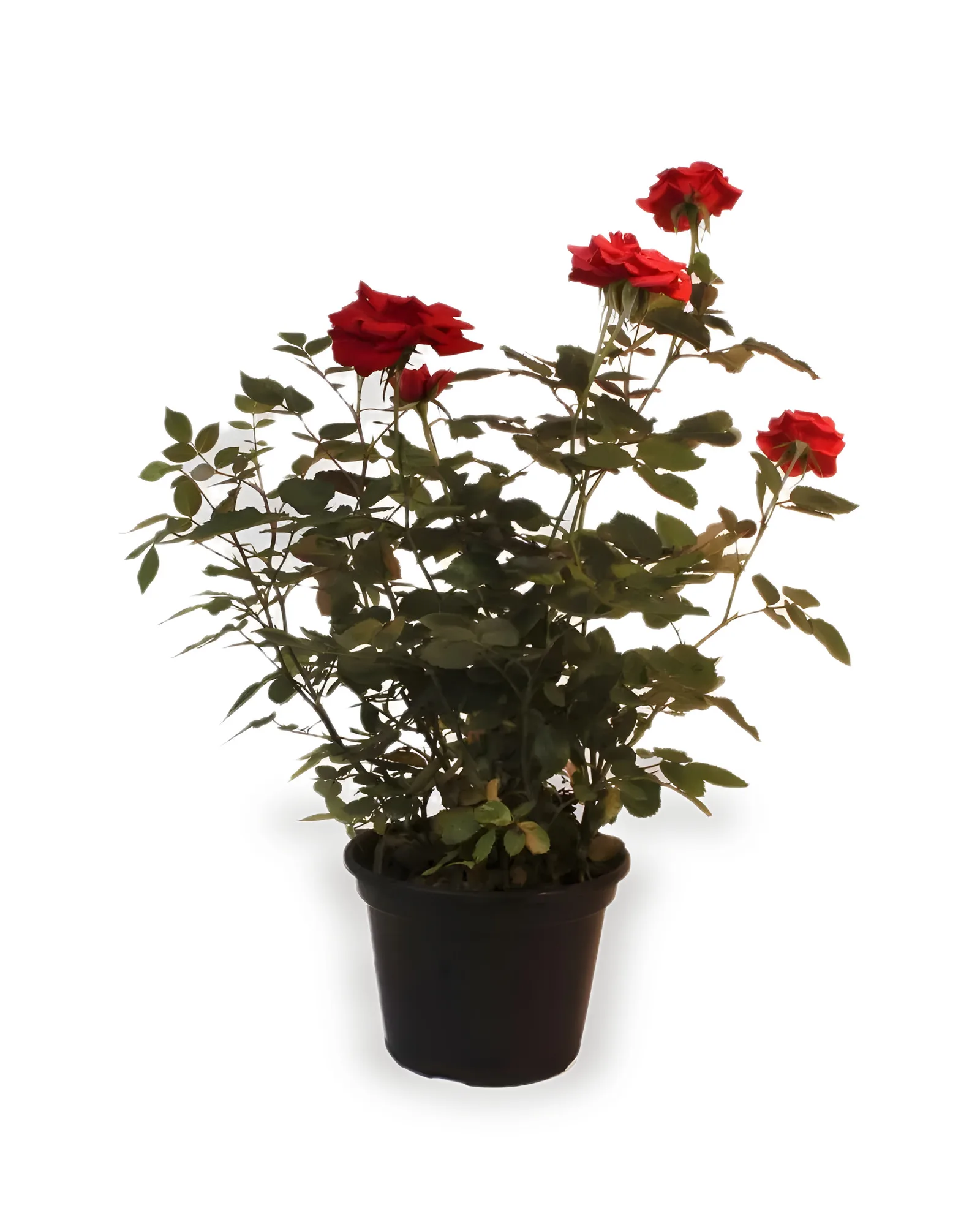ROSEIRA MINI PT15 (enviamos para todo brasil )