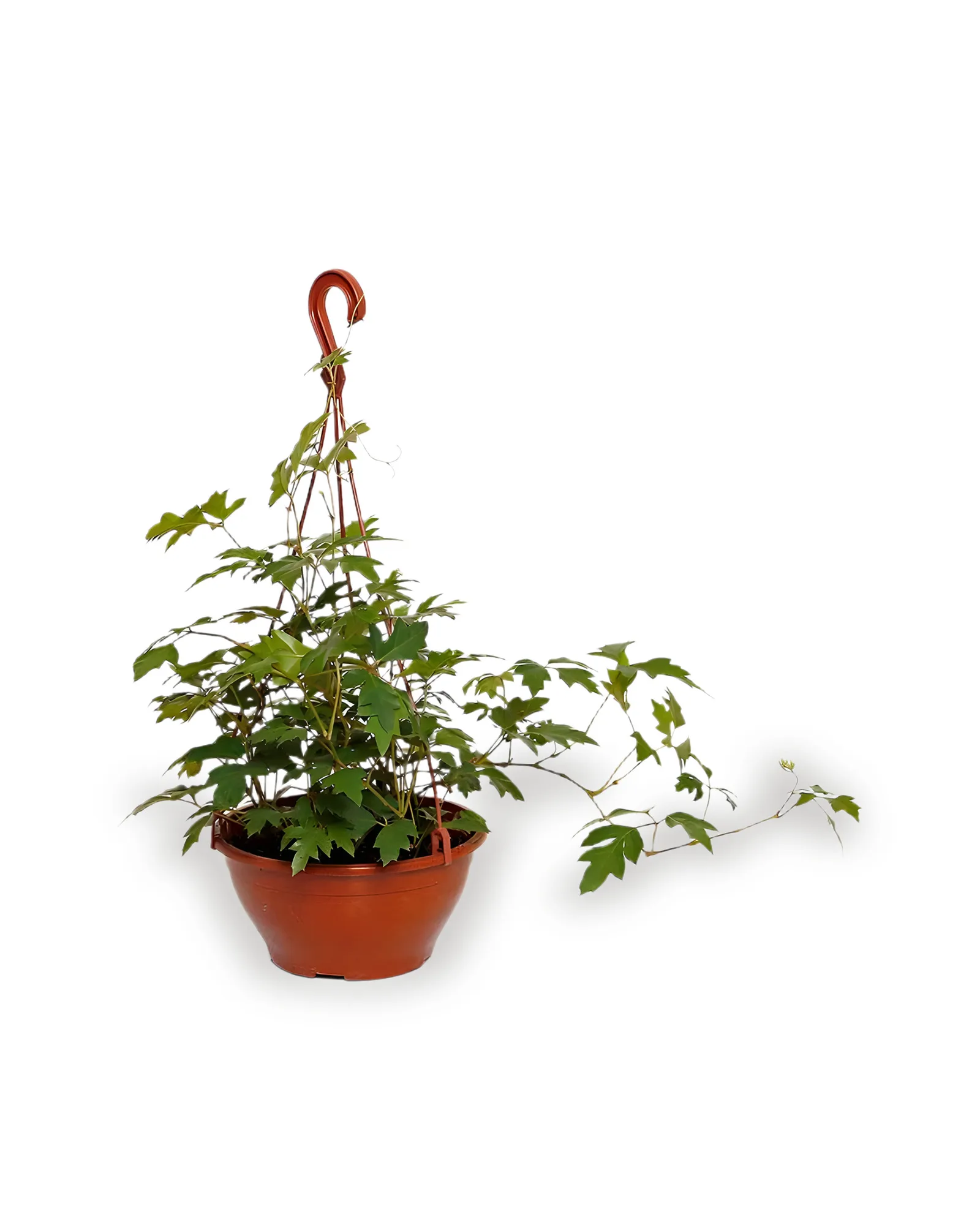 Hera Cissus MDCA21