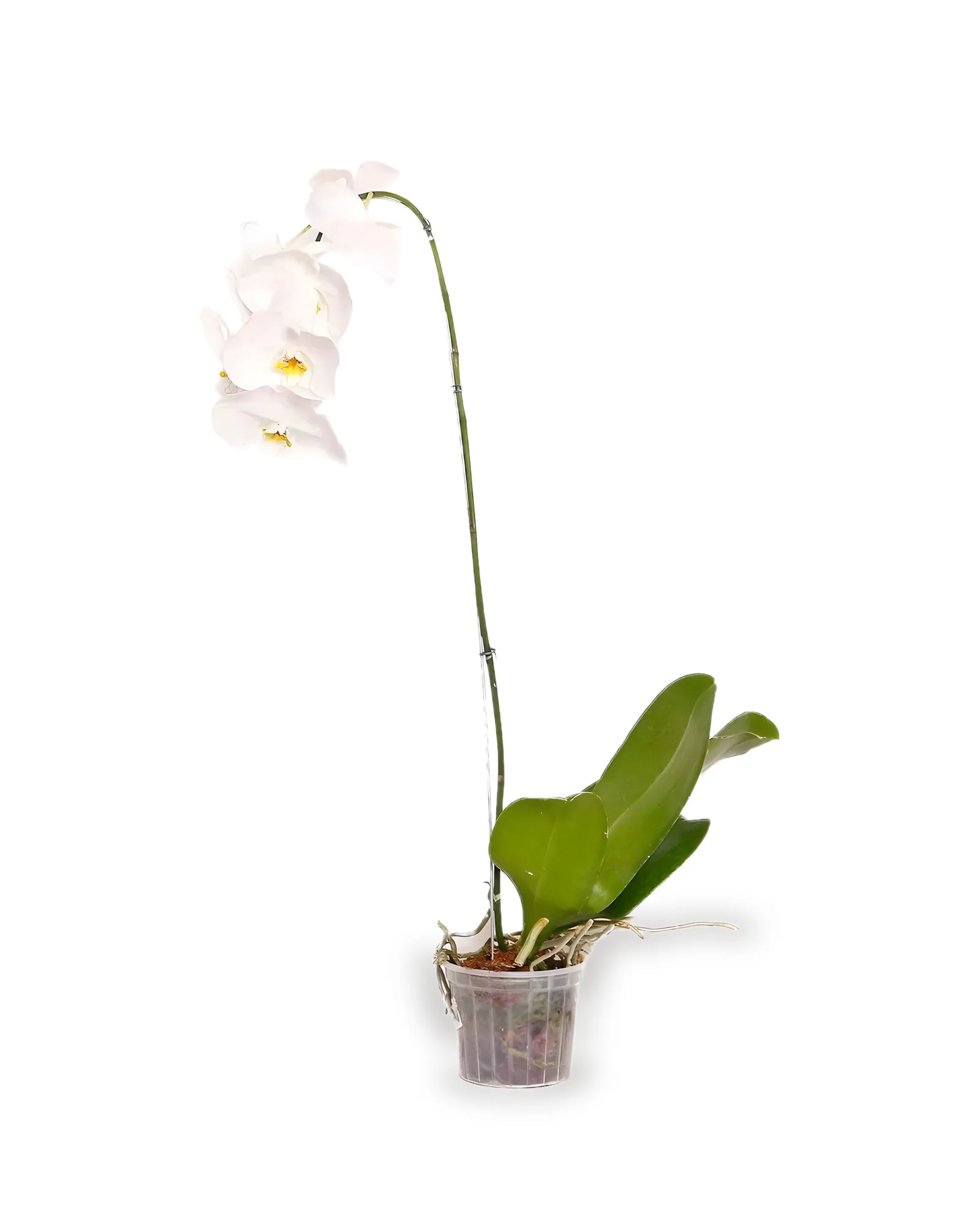 Orquidea Phalaenopsis -1 HASTE -CORES VARIADAS- MDPT15