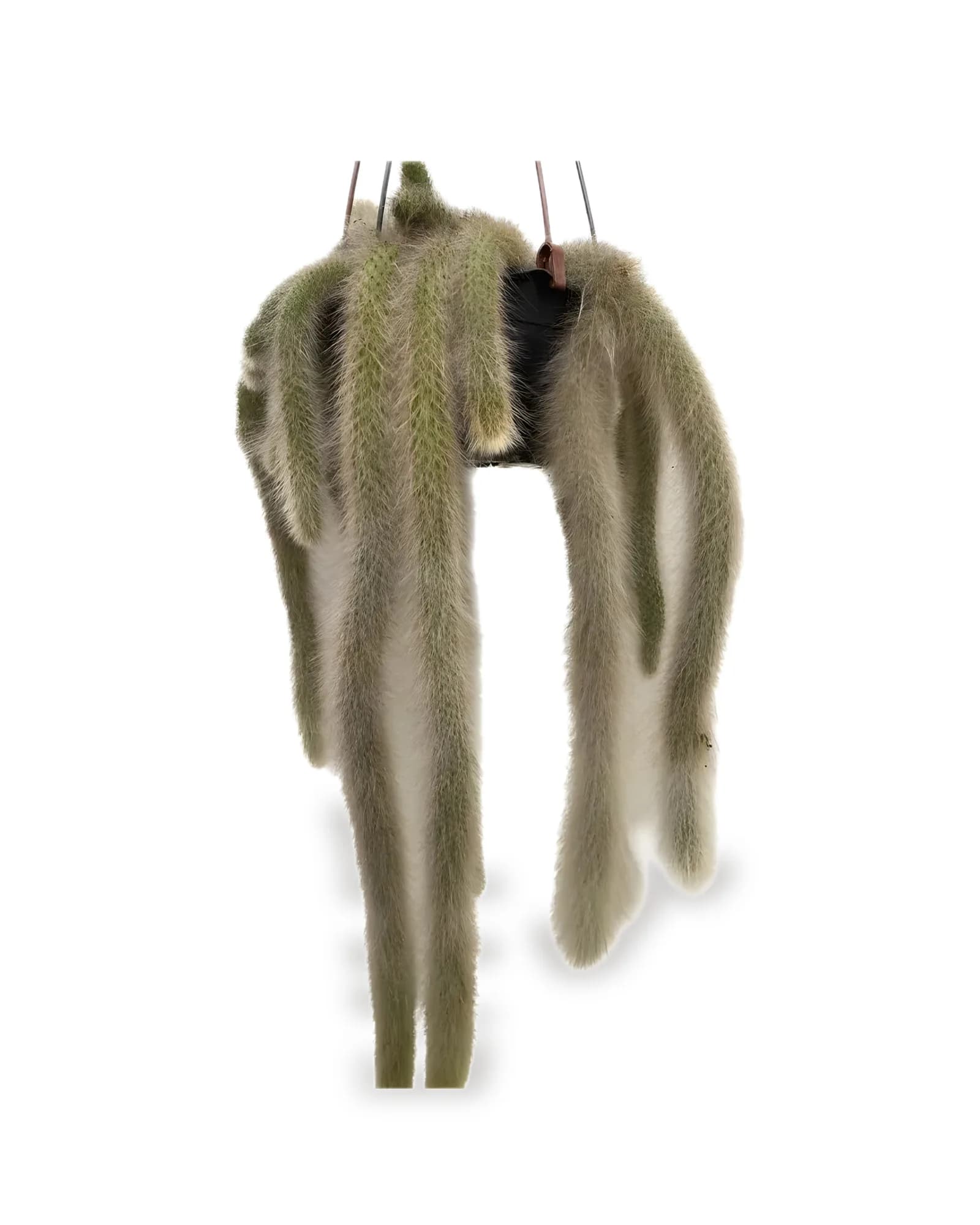 CACTO RABO DE MACACO MDCA18