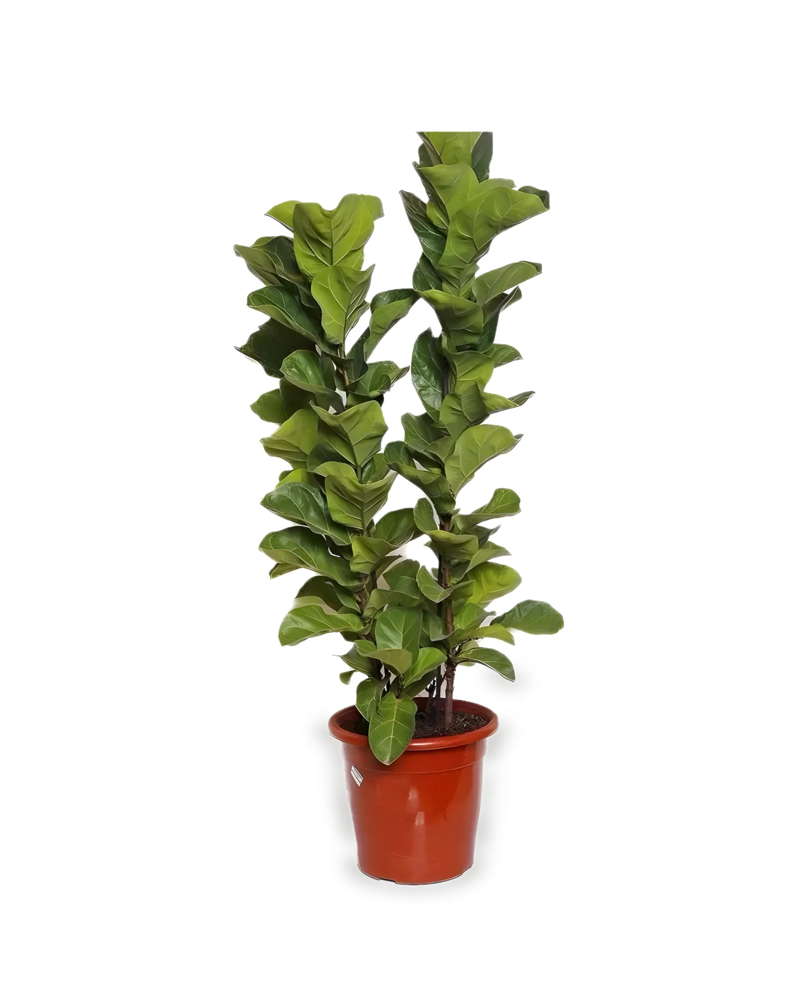 Ficus Lyrata Bambino MDPT30VL