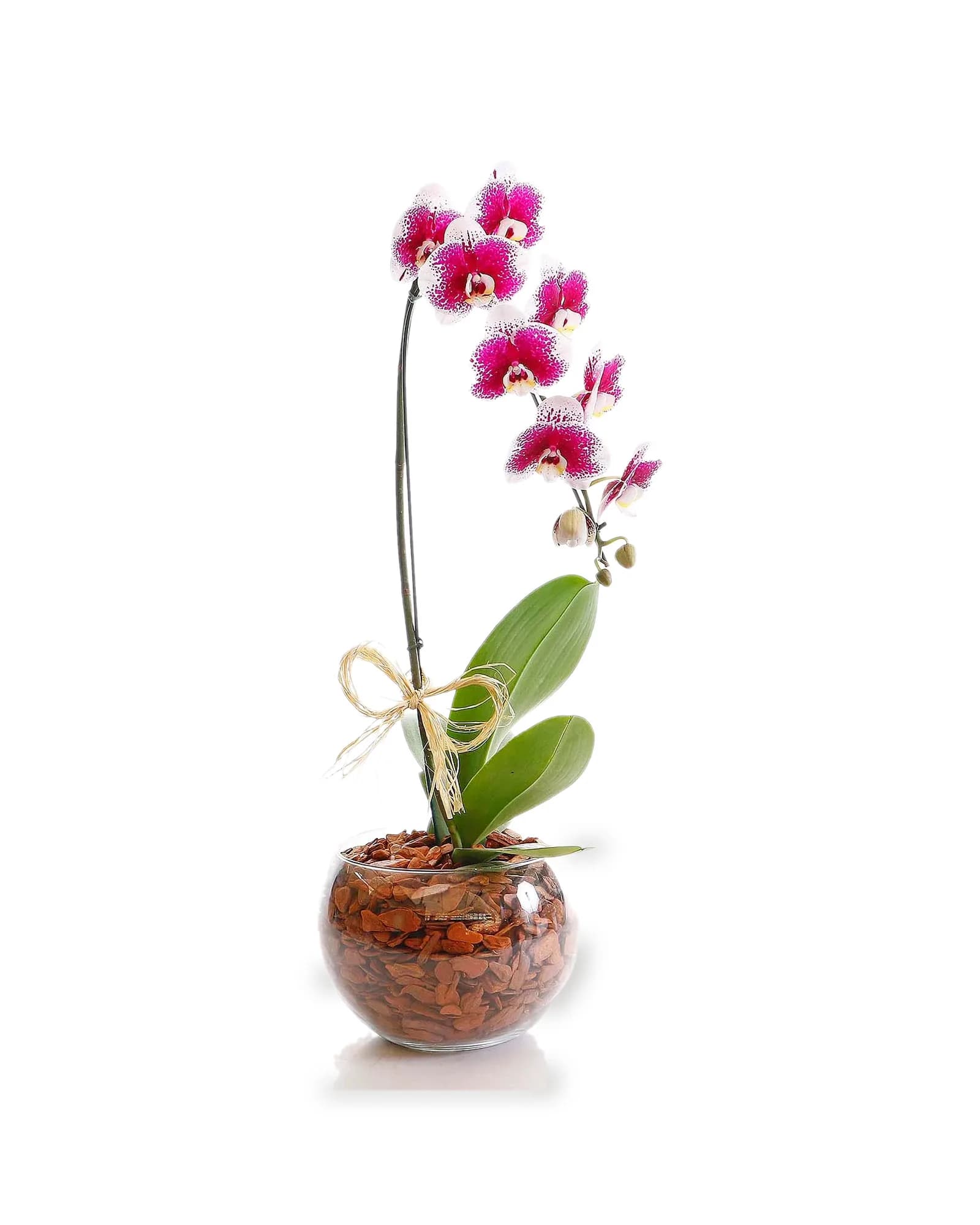 Arranjo Natural Orquidea Phalaenopsis Madri 62