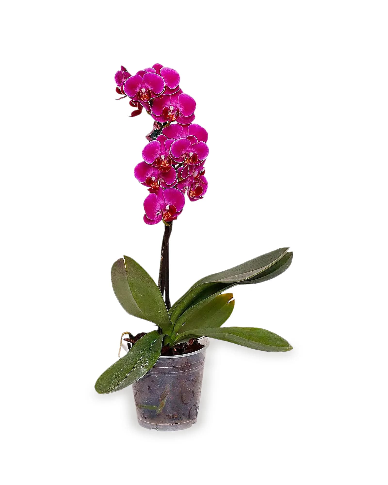 Orquídea Phalaenopsis Mini CORES Variadas MDPT9