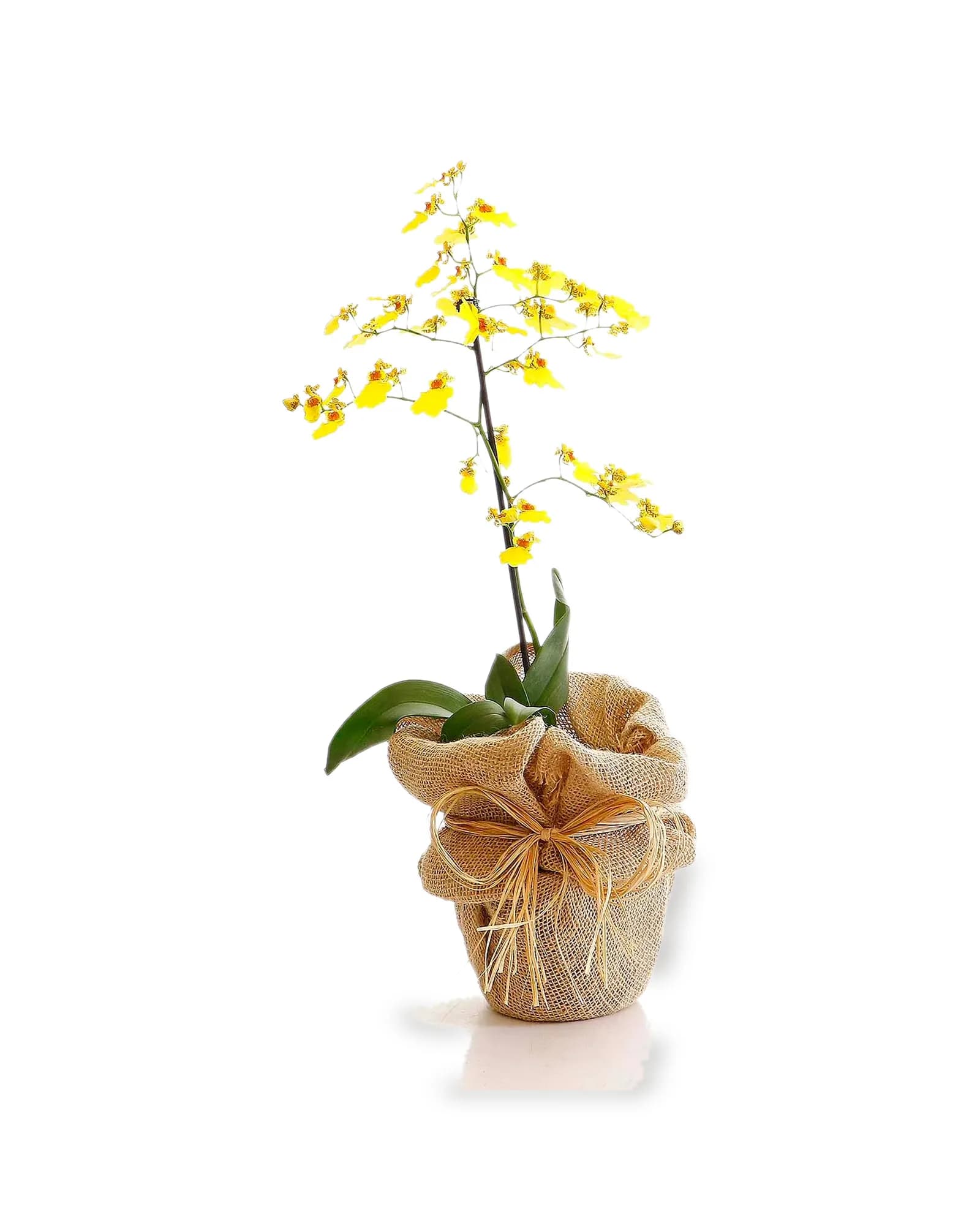 Arranjo Natural Orquidea Oncidium Madri 40