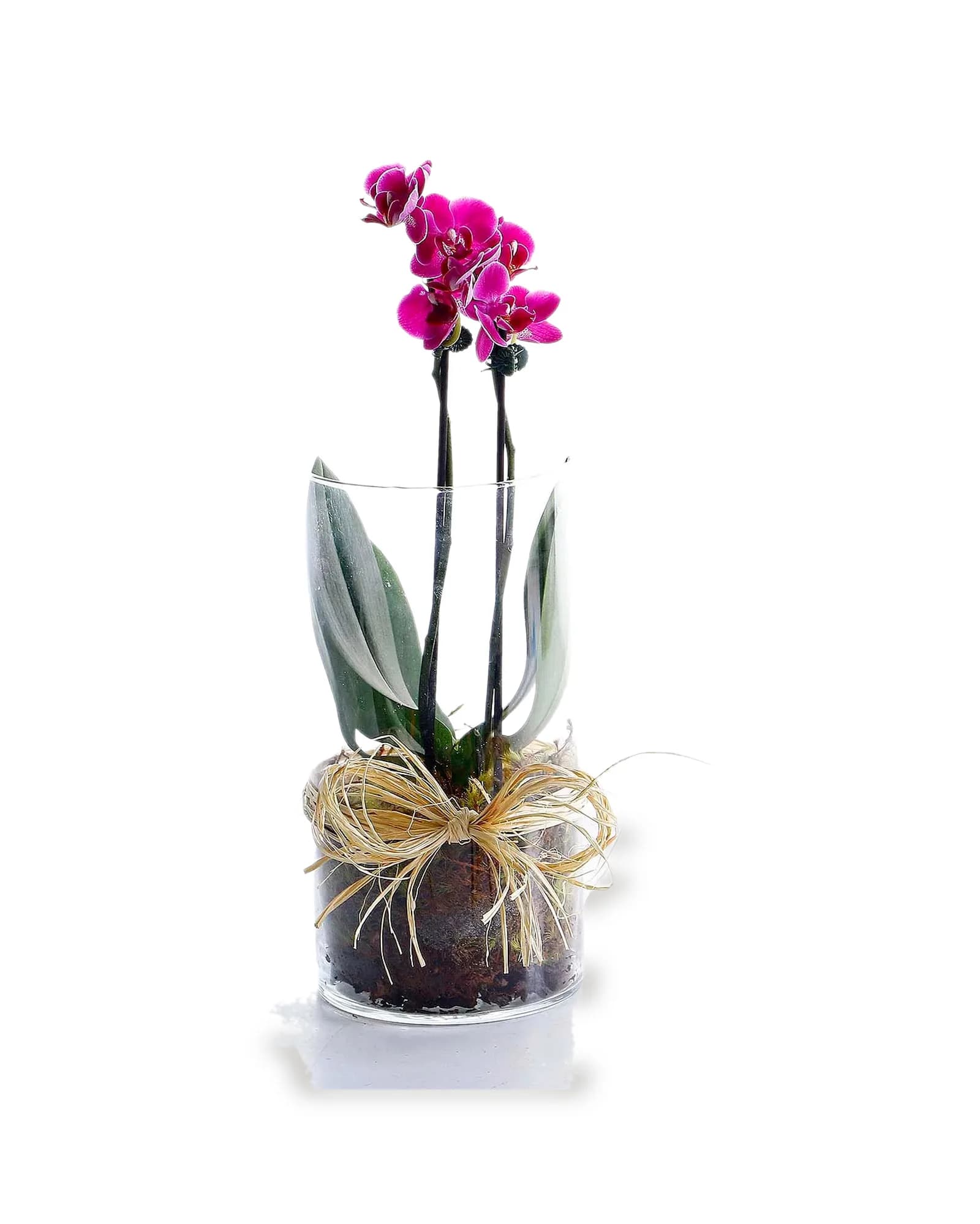 Arranjo Natural Orquidea Phalaenopsis Mini Madri 56