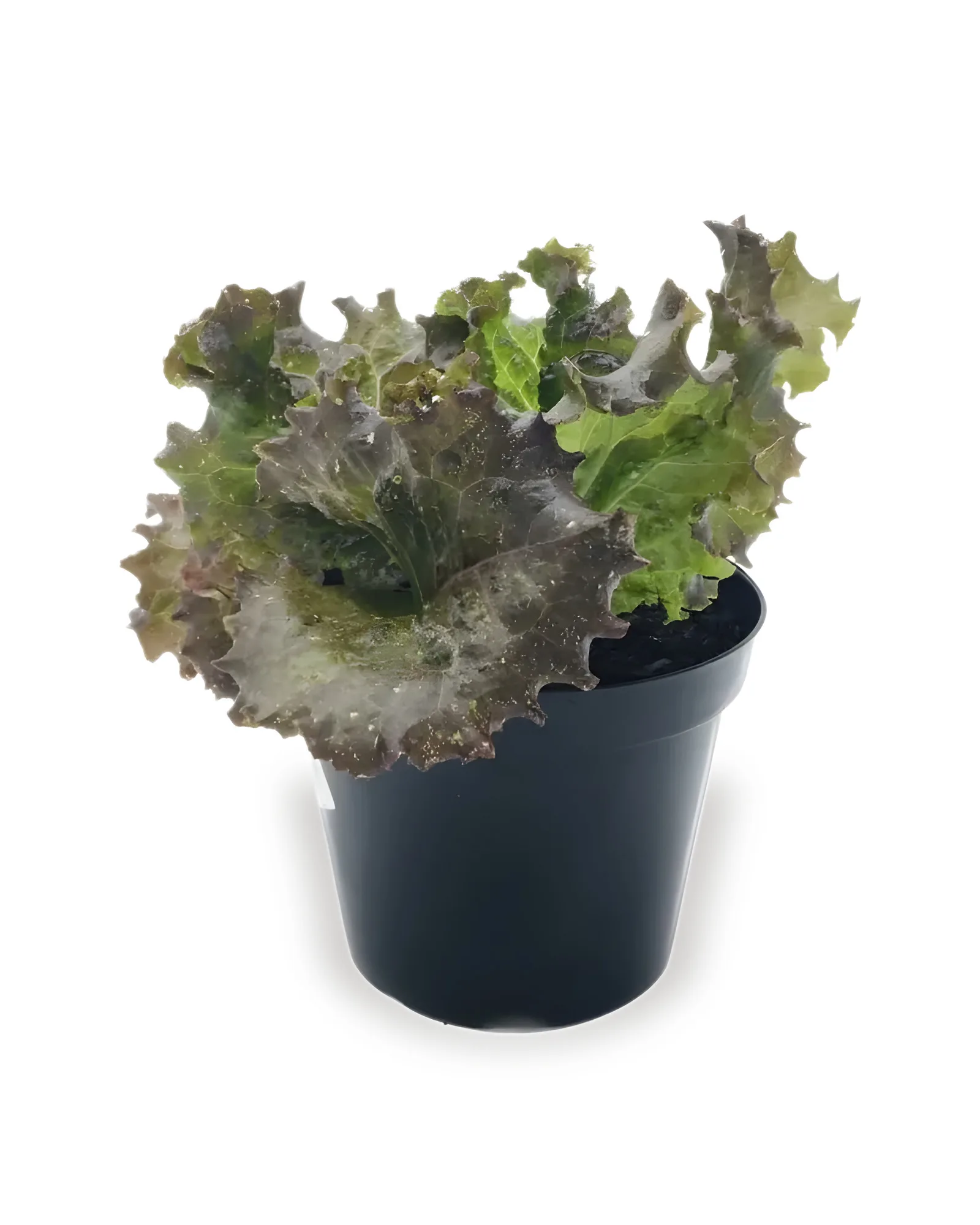 ALFACE CRESPA MDPT15