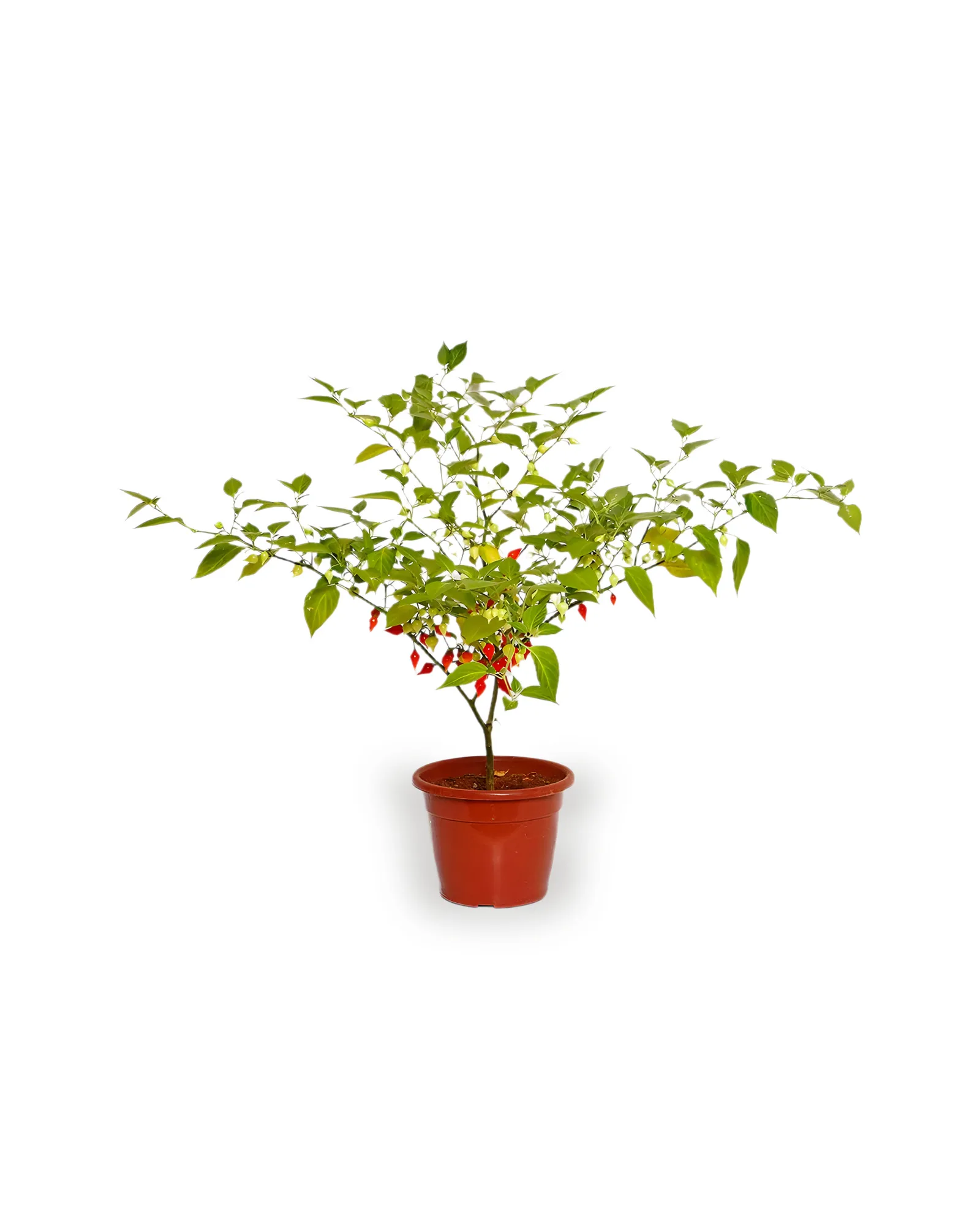 Pimenta Biquinho MDPT24