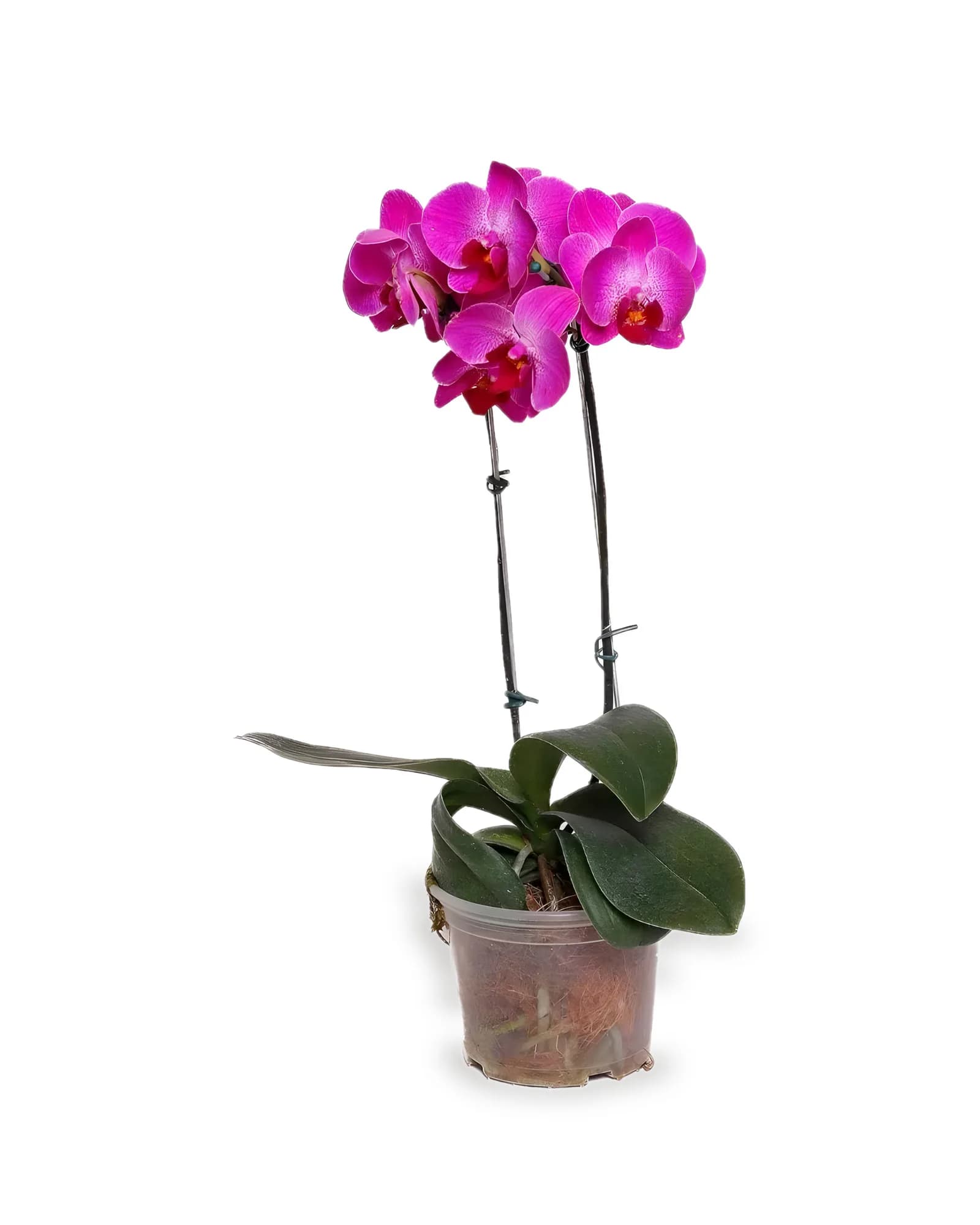 Orquídea Phalaenopsis Pink 2 Hastes MDPT15