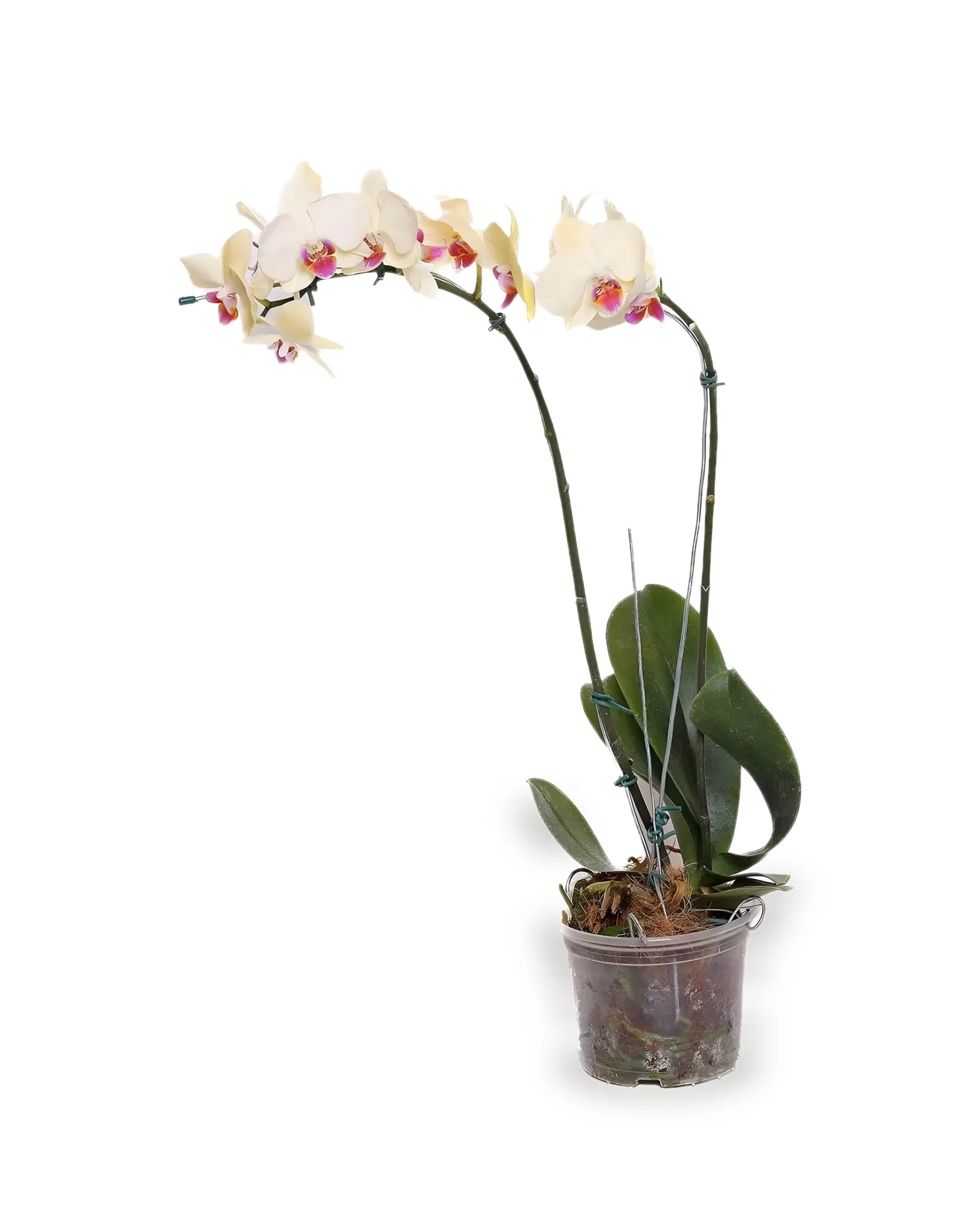 Orquídea Phalaenopsis 2 hastes MDPT15-cores variadas