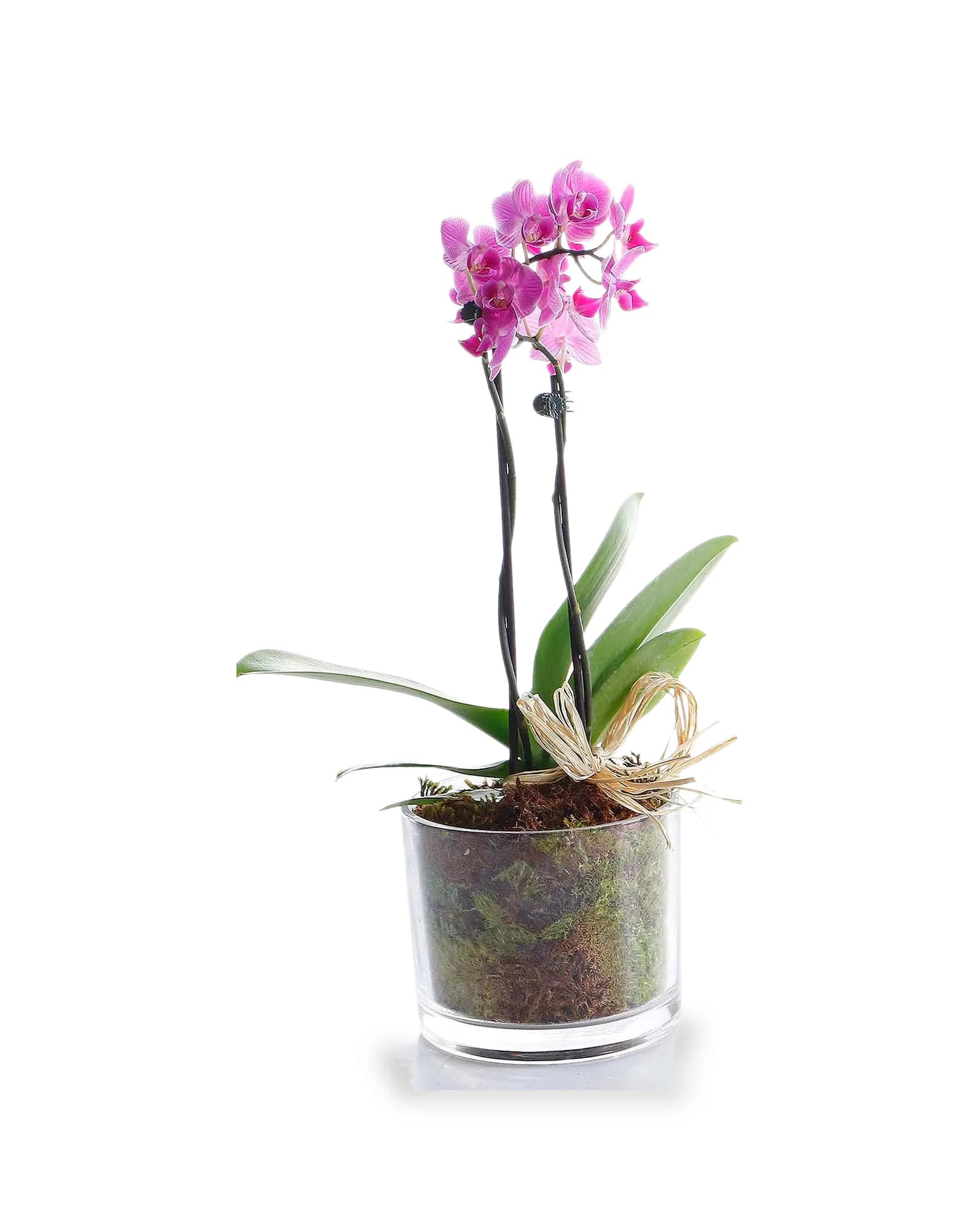 Arranjo Natural Orquidea Phalaenopsis Mini Madri 59