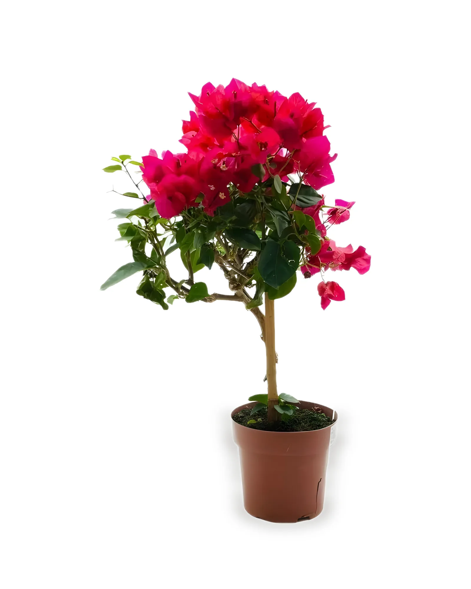 Primavera MDPT17 (CORES VARIADAS)