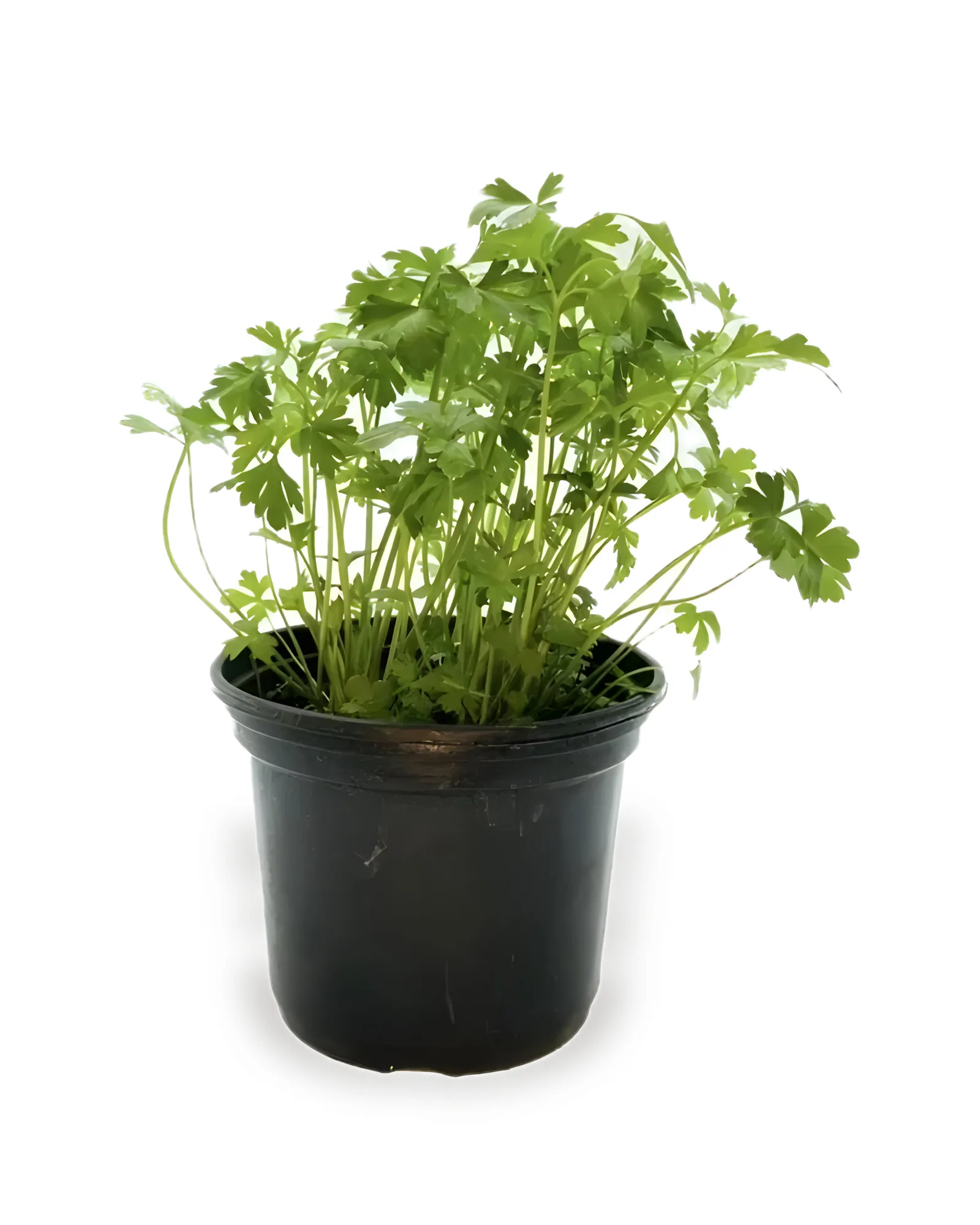 SALSA MDPT15