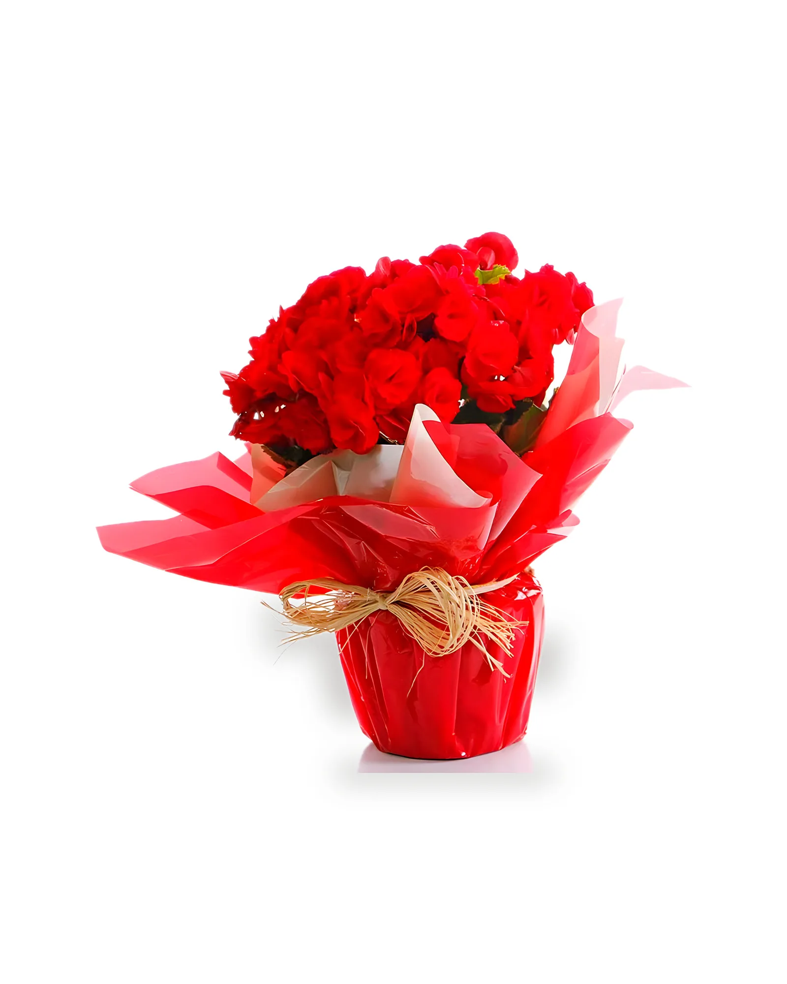 Arranjo Natural Begonia Florença 14