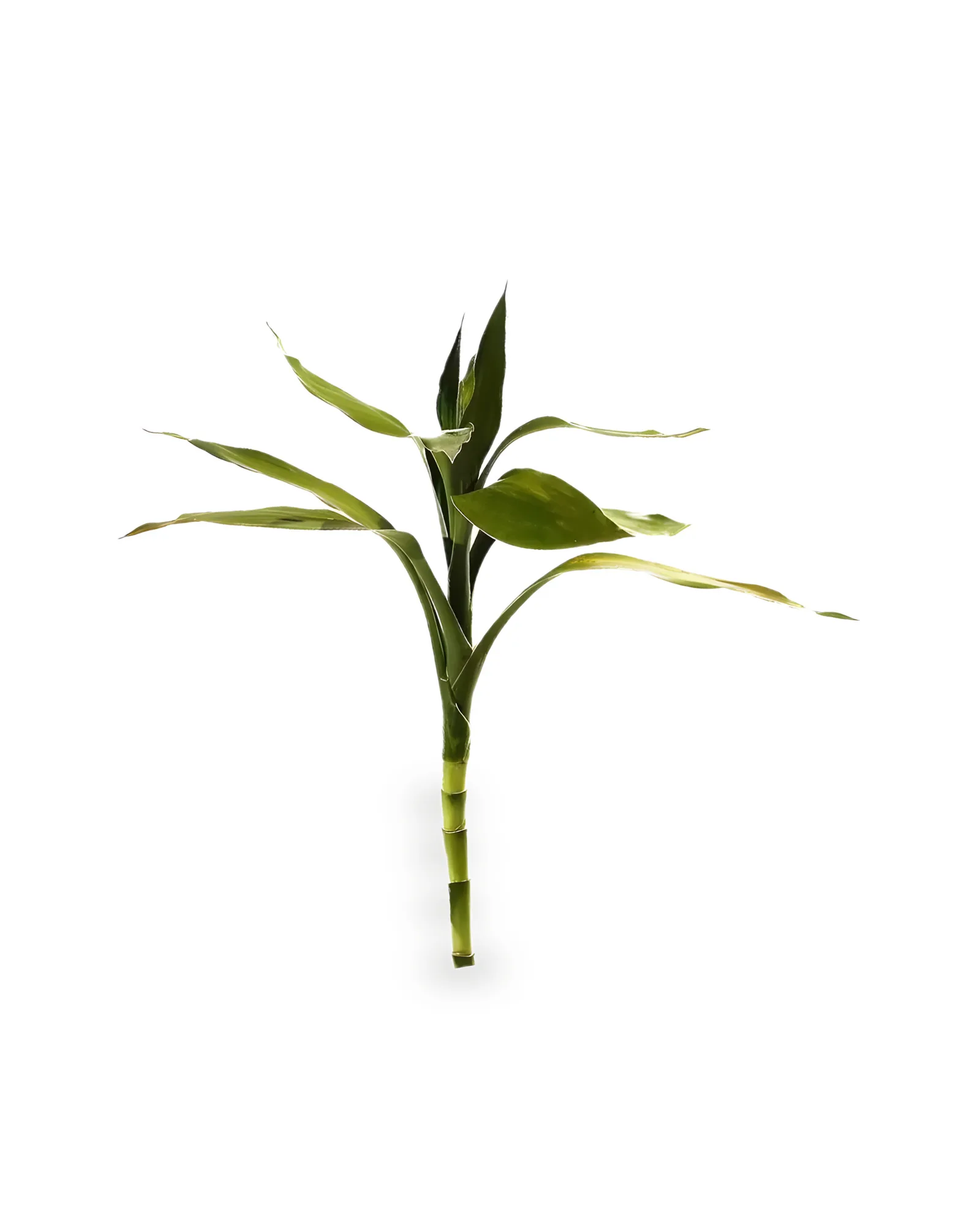 FLC Dracena Sanderiana