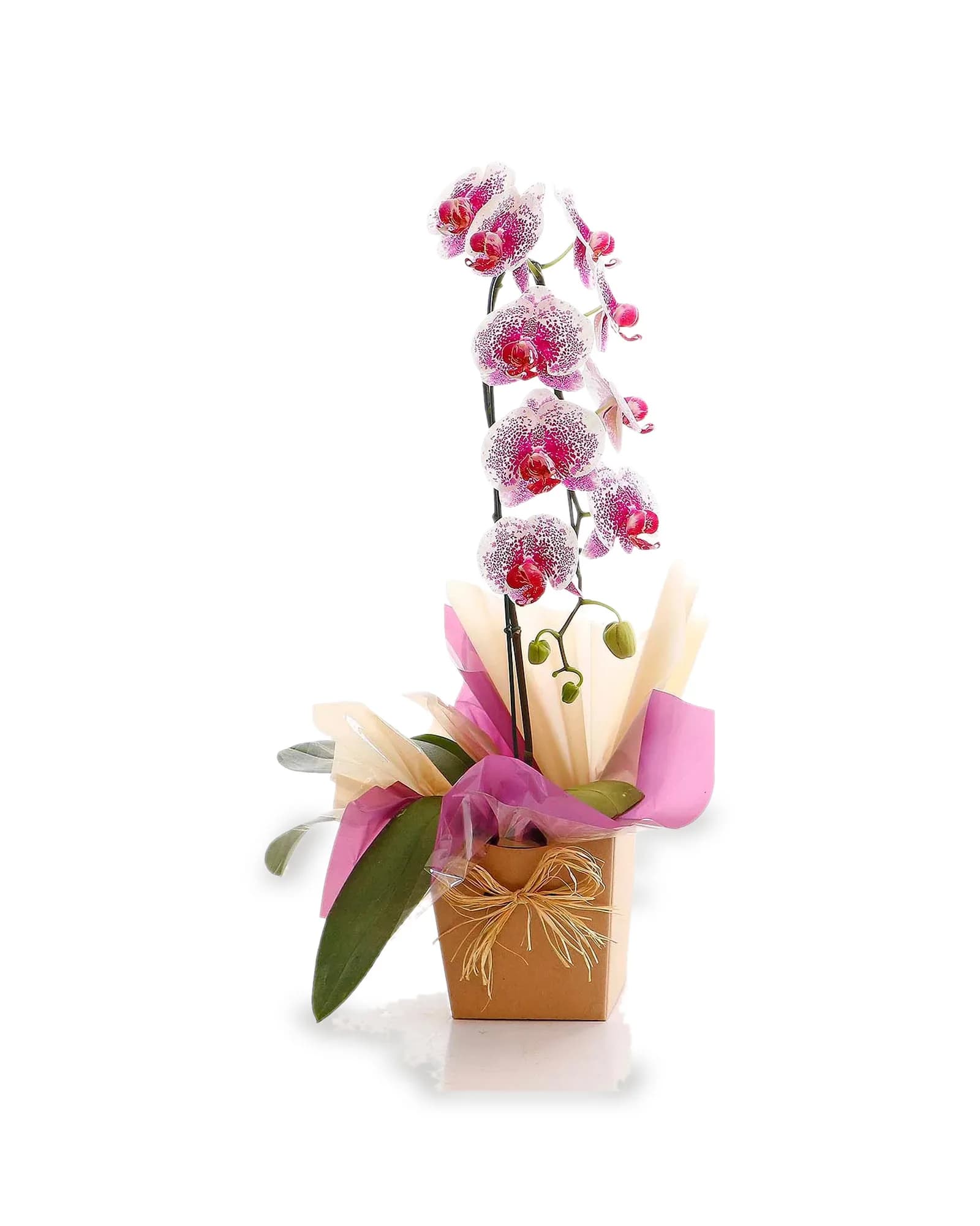 Arranjo Natural Orquidea Phalaenopsis Madri 44