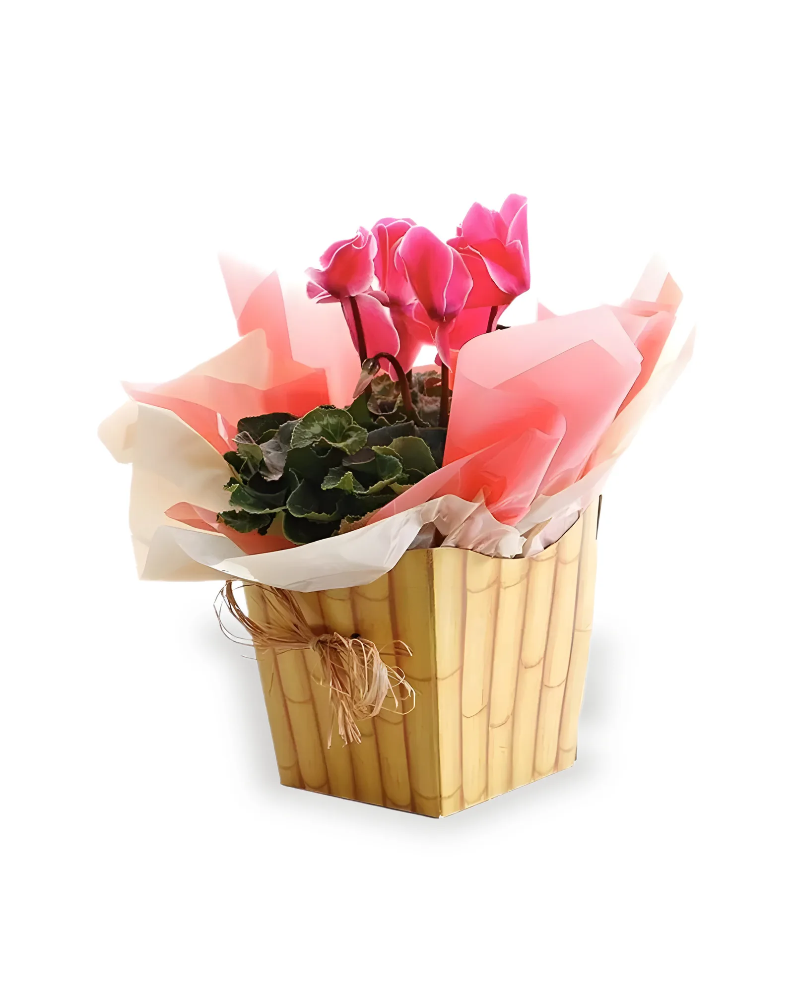 Arranjo Natural Cyclamen Lisboa 25