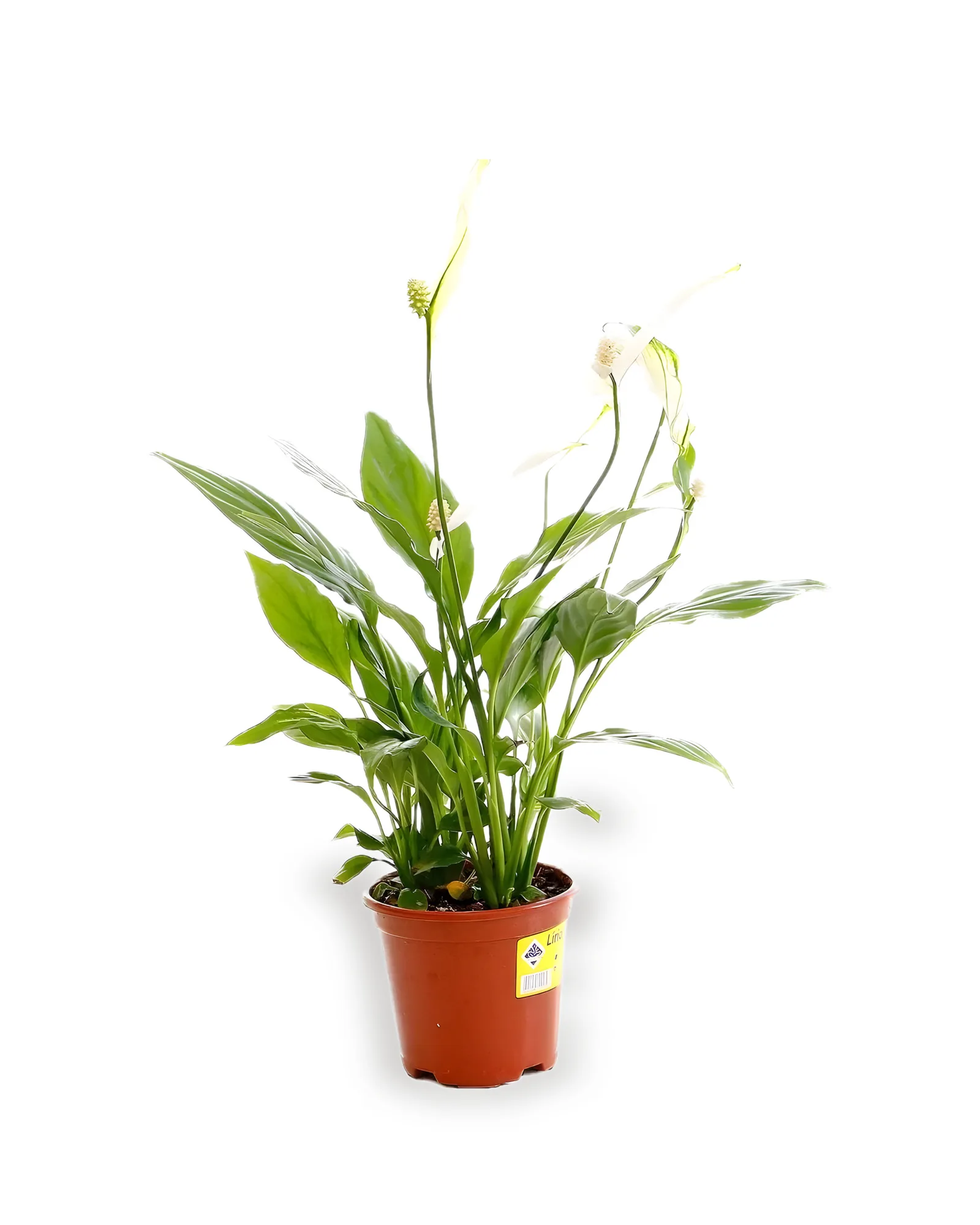 LIRIO DA PAZ (SPATHIPHYLLUM) MDPT11