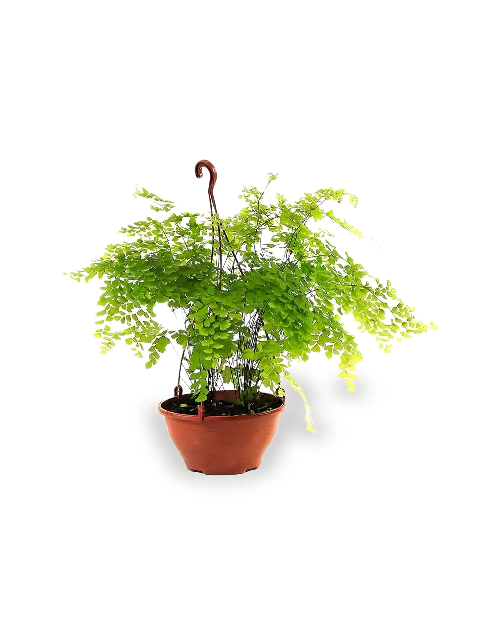 Avenca Cuia 21