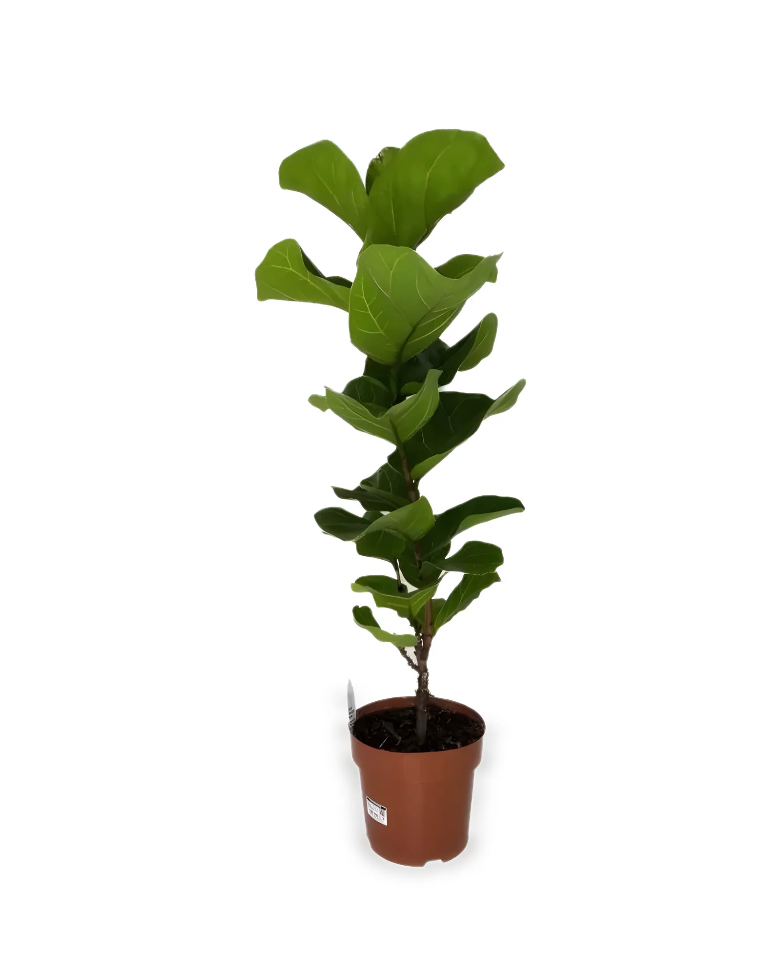 FICUS LYRATA bambino MDPT17