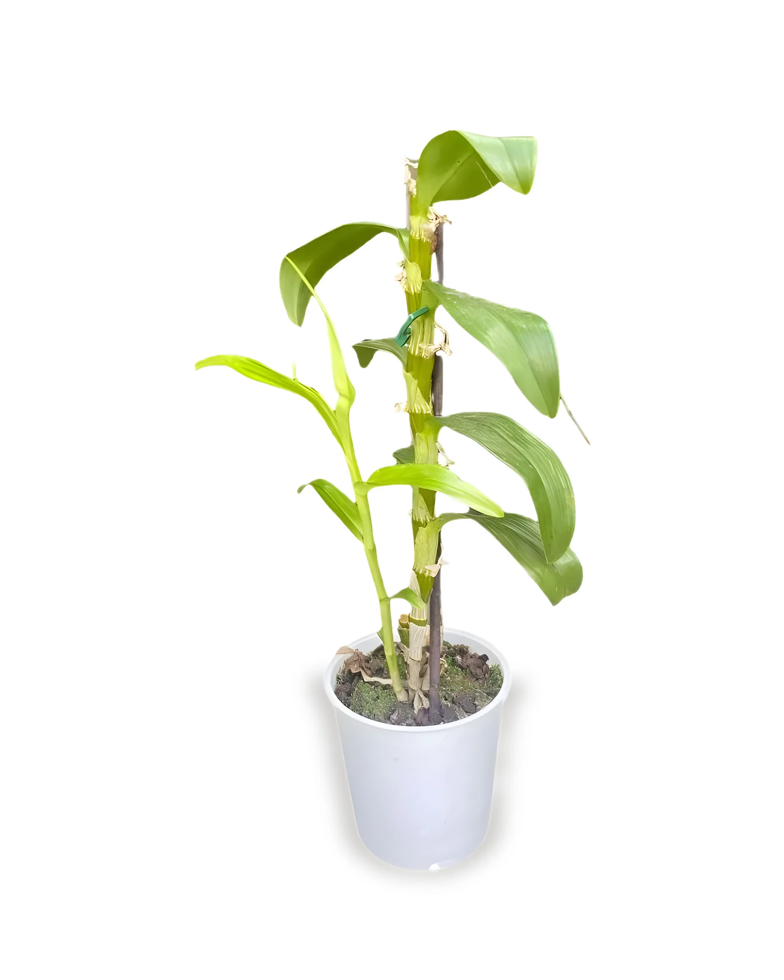 ORQUIDEA JARDIM MDPTSM (SEM FLOR )