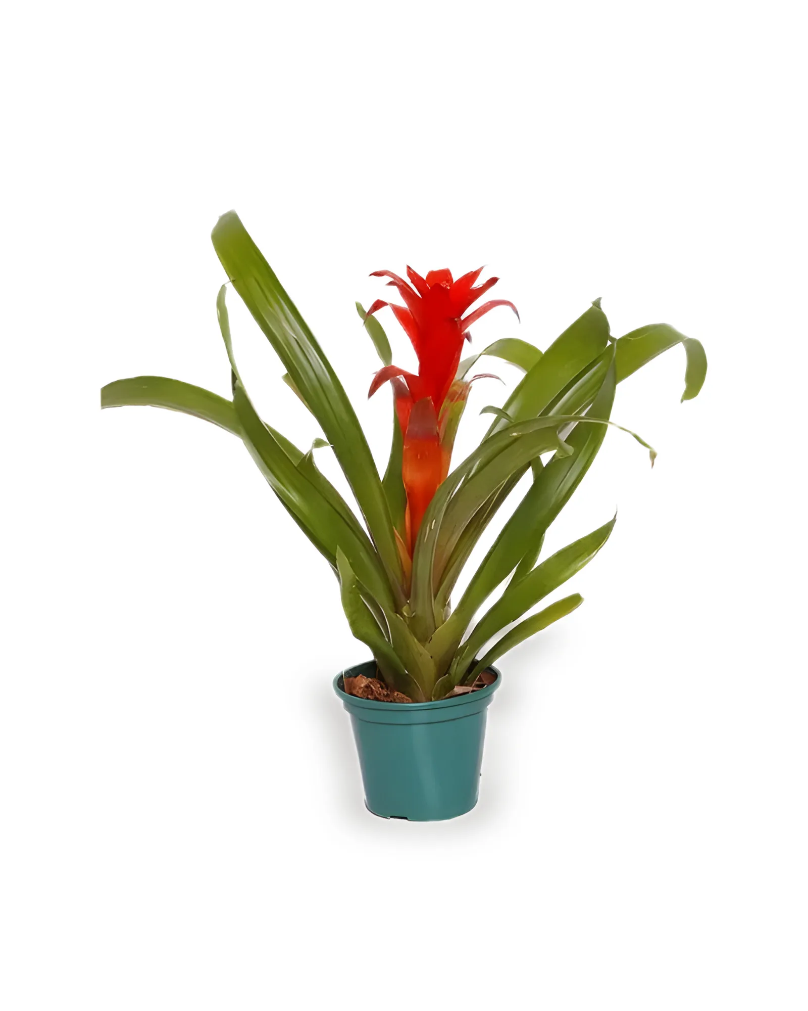 Bromélia Guzmania MDPT14 - CORES VARIADAS (enviamos para todo Brasil)