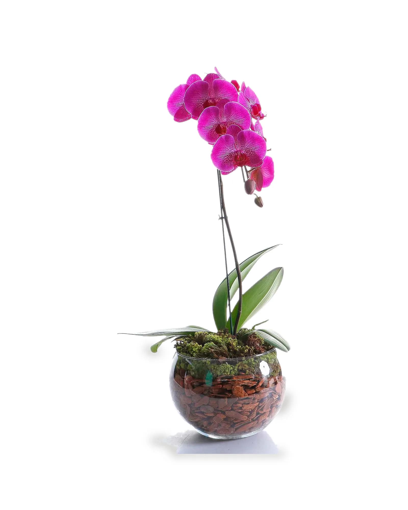 Arranjo Natural Orquidea Phalaenopsis Madri 50