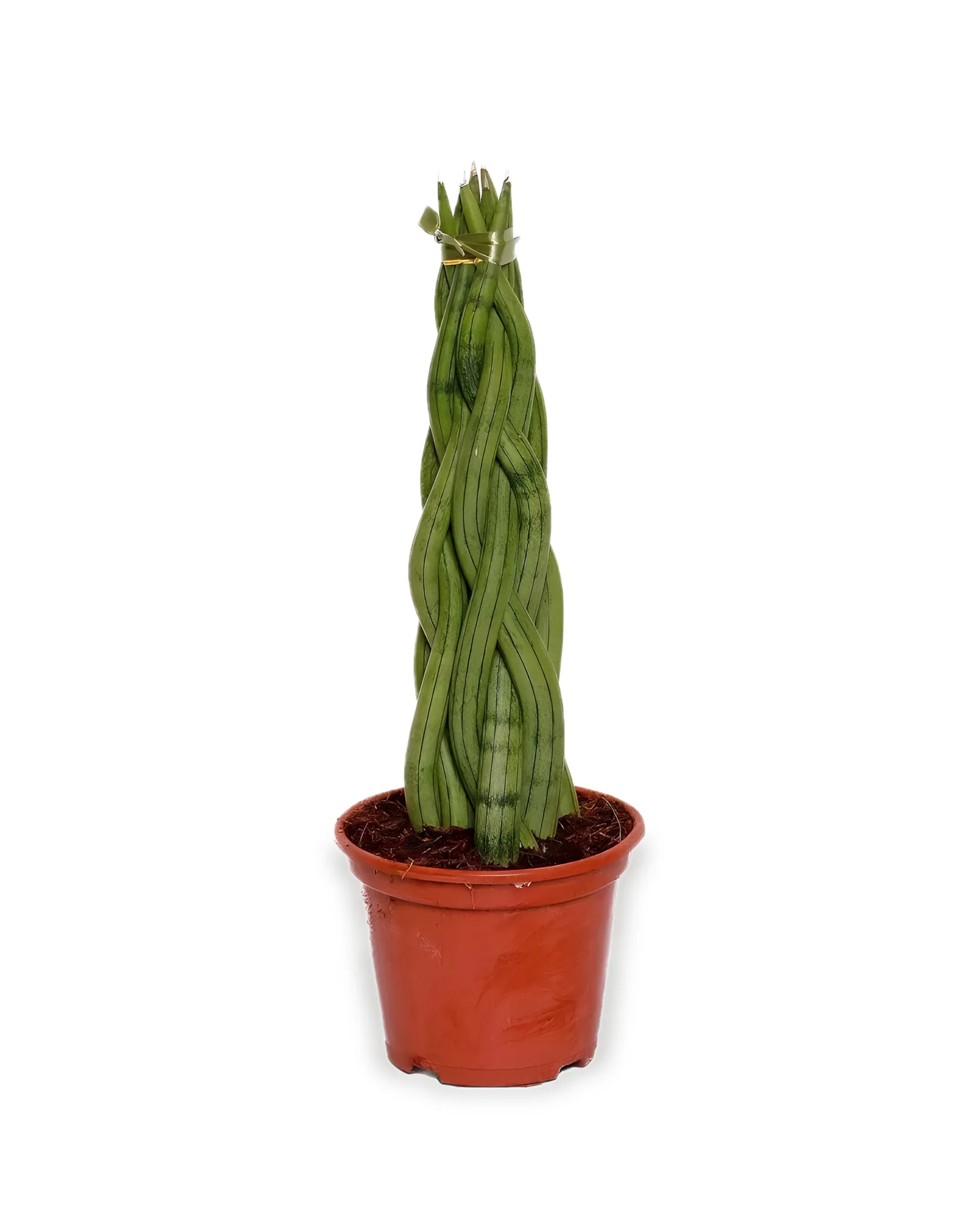 Sanseveria trançada MDPT 10 (Enviamos para todo Brasil)