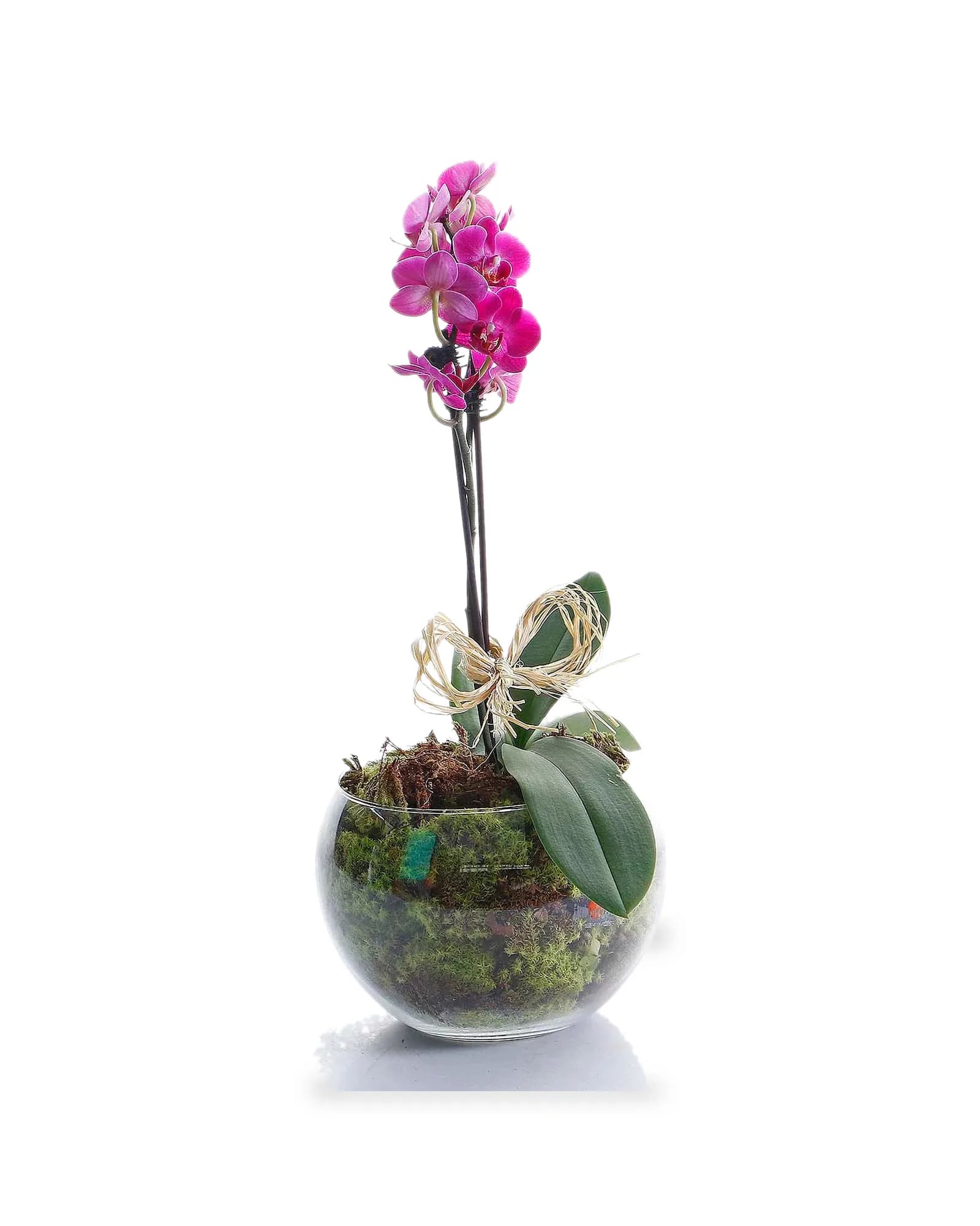 Arranjo Natural Orquidea Phalaenopsis Mini Madri 58