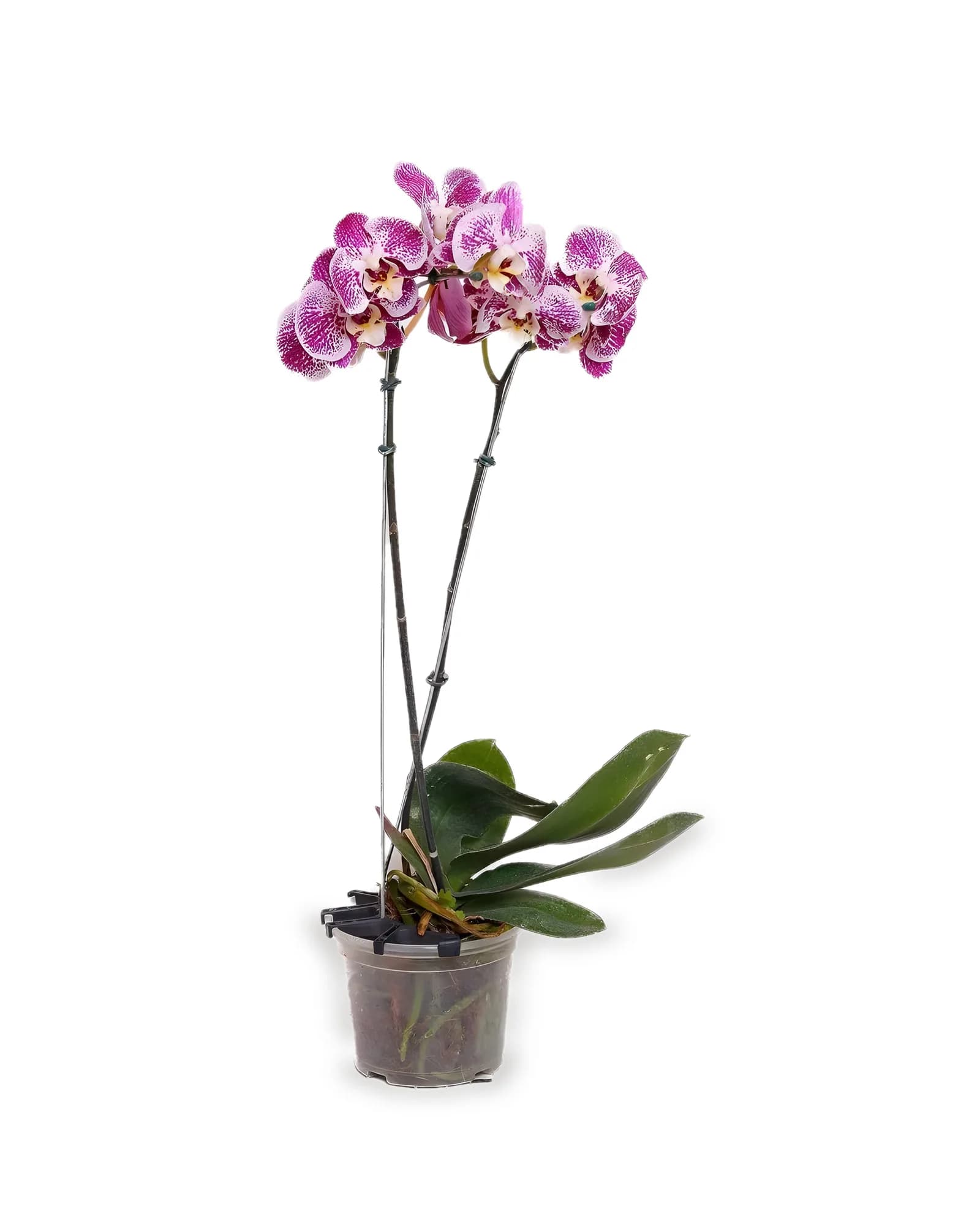 Orquídea Phalaenopsis Pink Pintada 2 Hastes MDPT15