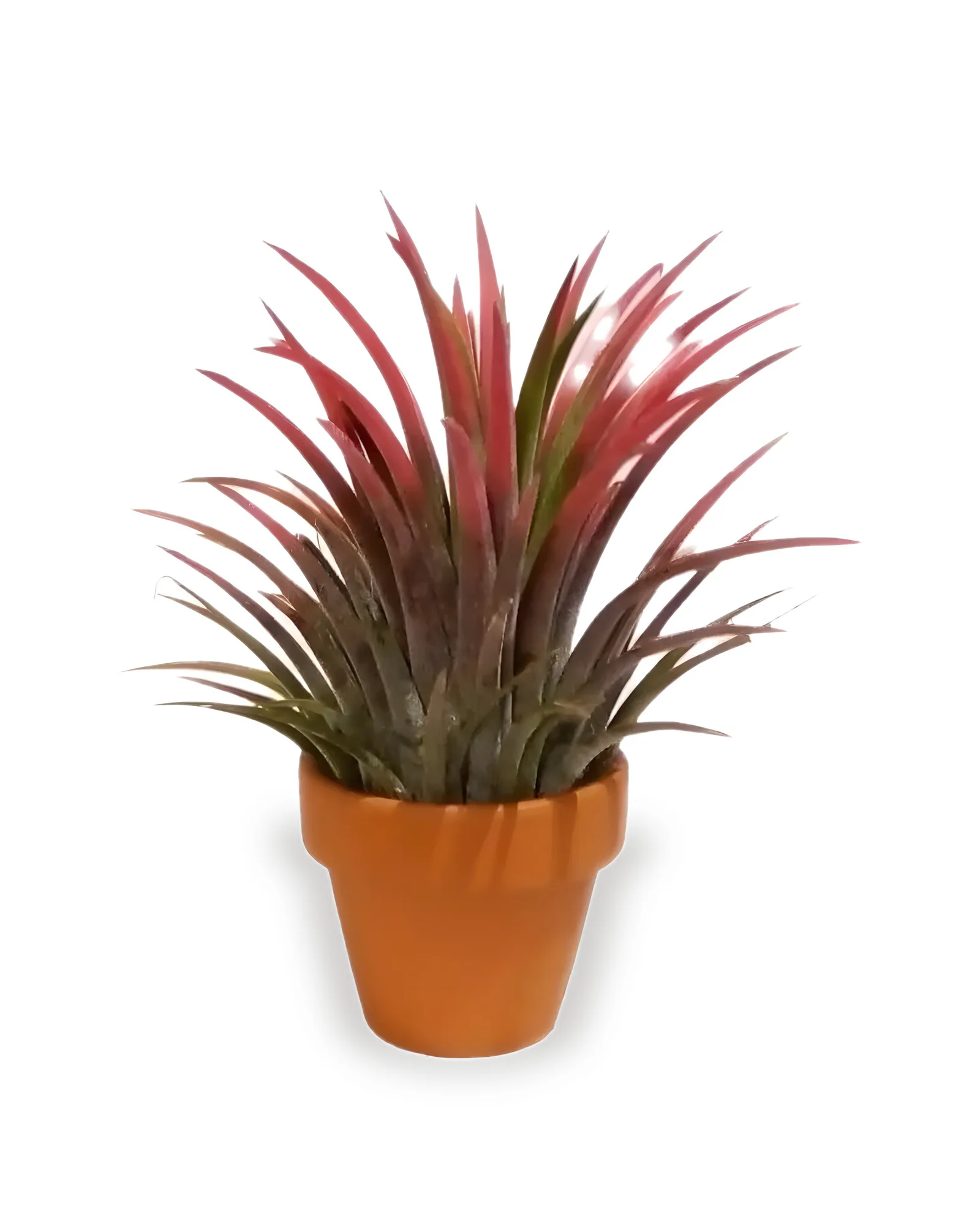 MINI BROMELIA TILLANDSIA IONANTHA PT05