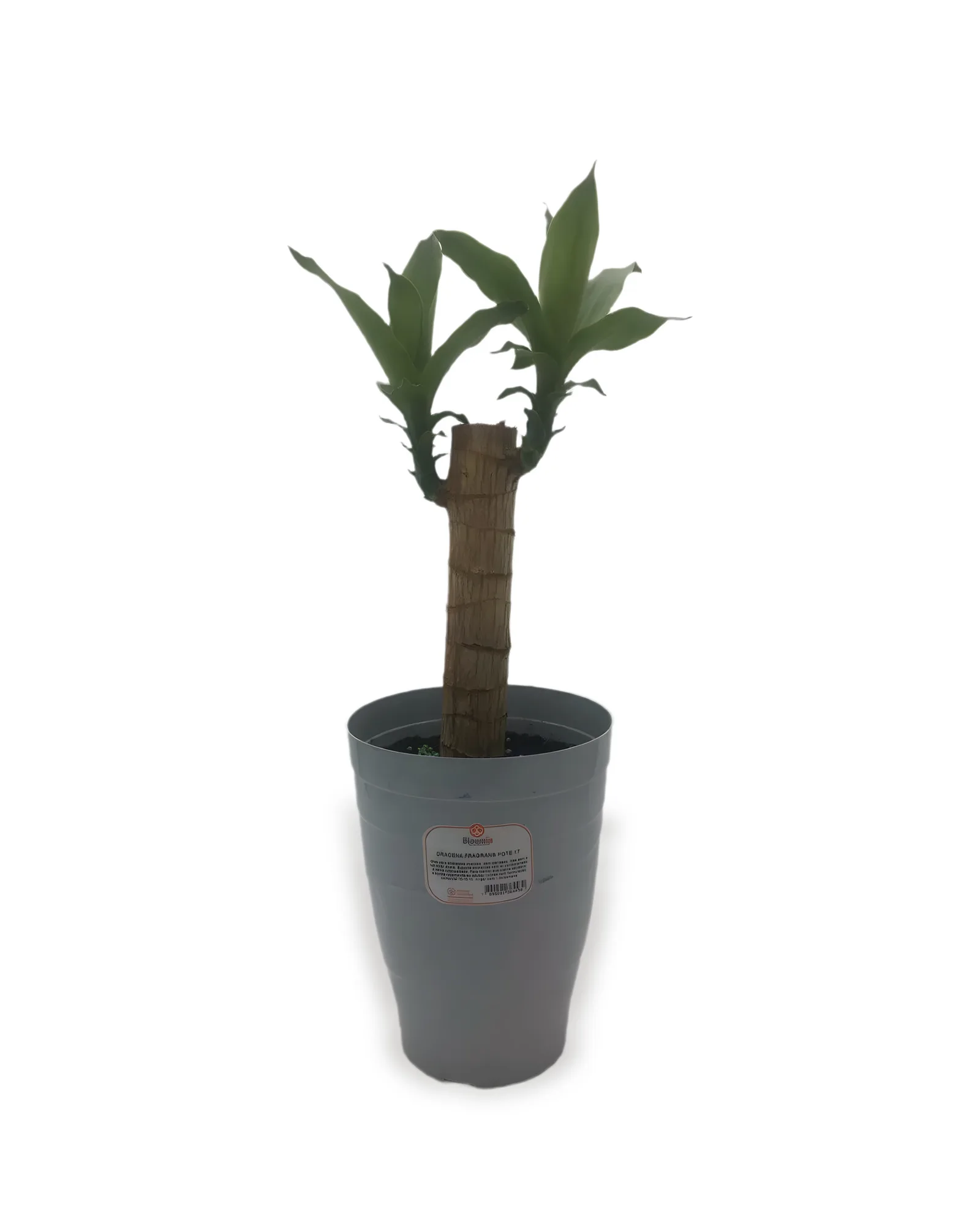 DRACENA PAU D'ÁGUA POTE 17 (enviamos para todo Brasil)