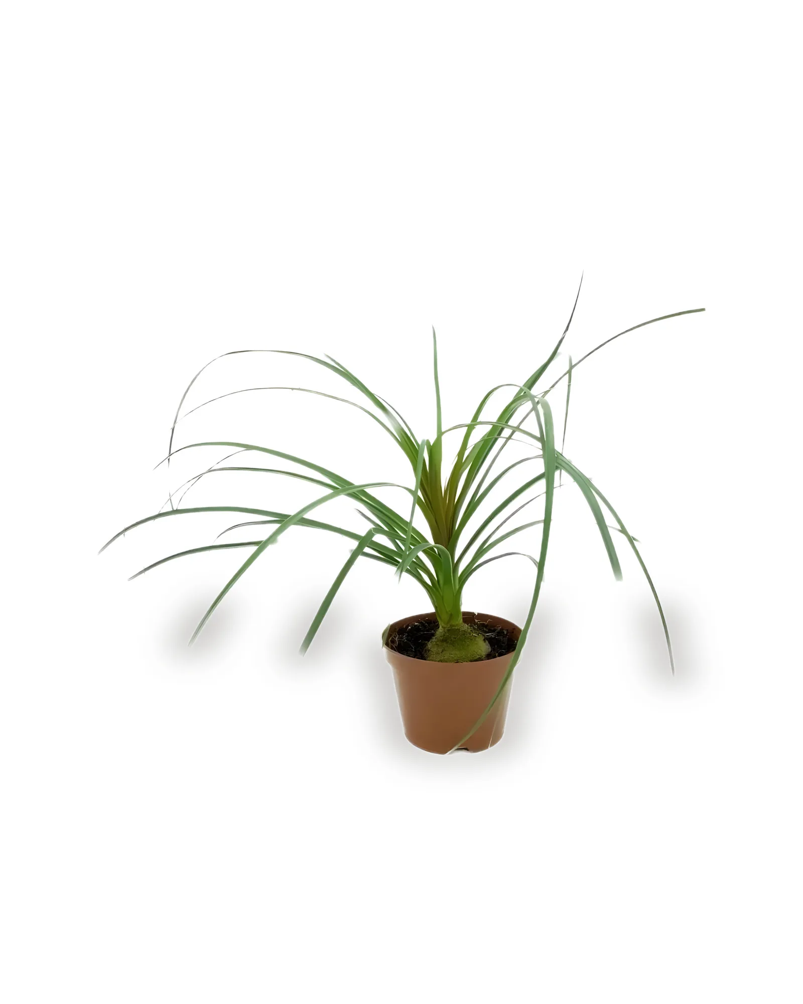 BEAUCARNEA POTE 11 (enviamos para todo Brasil)