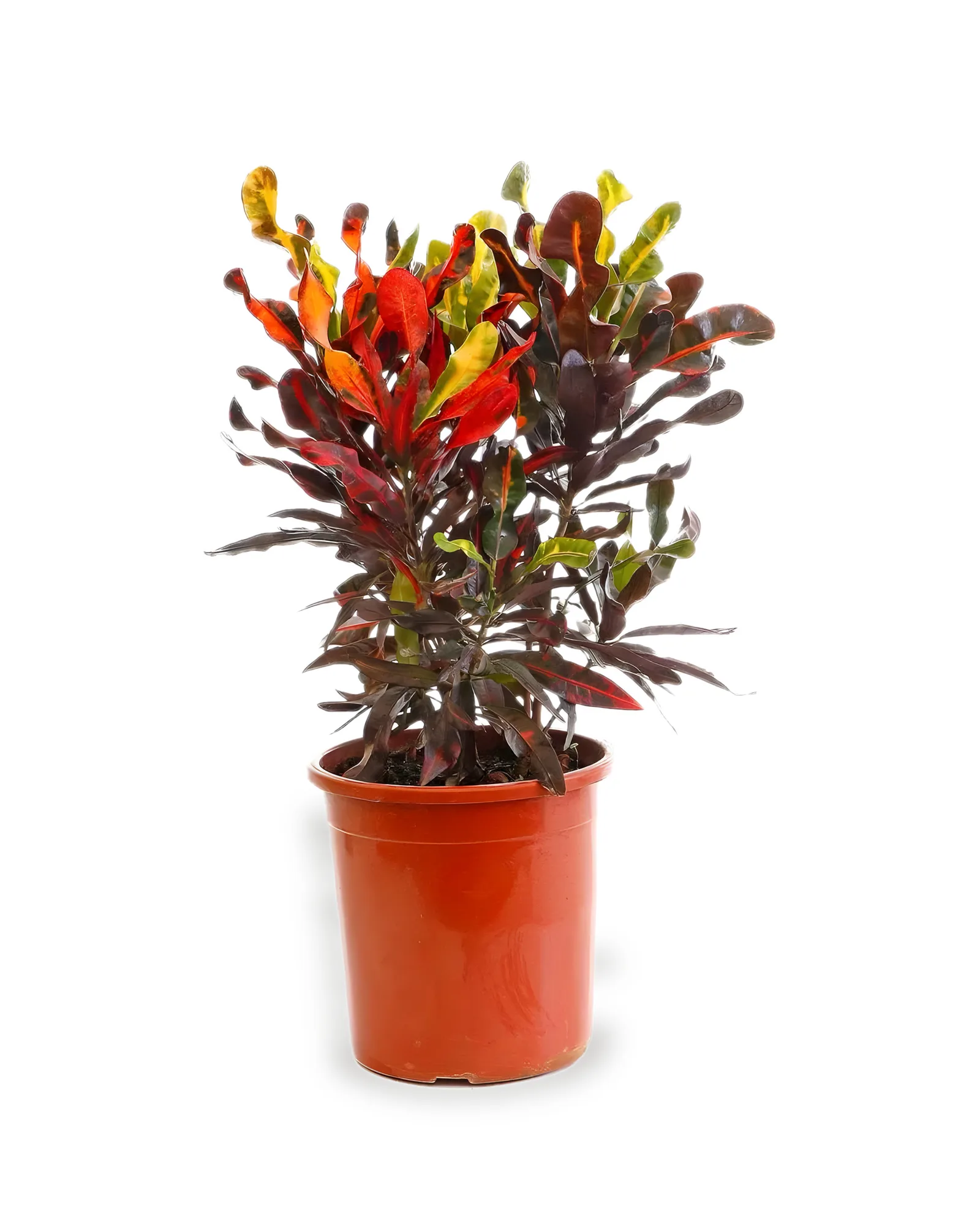 Croton Mammy MDPT24 (enviamos para todo Brasil)