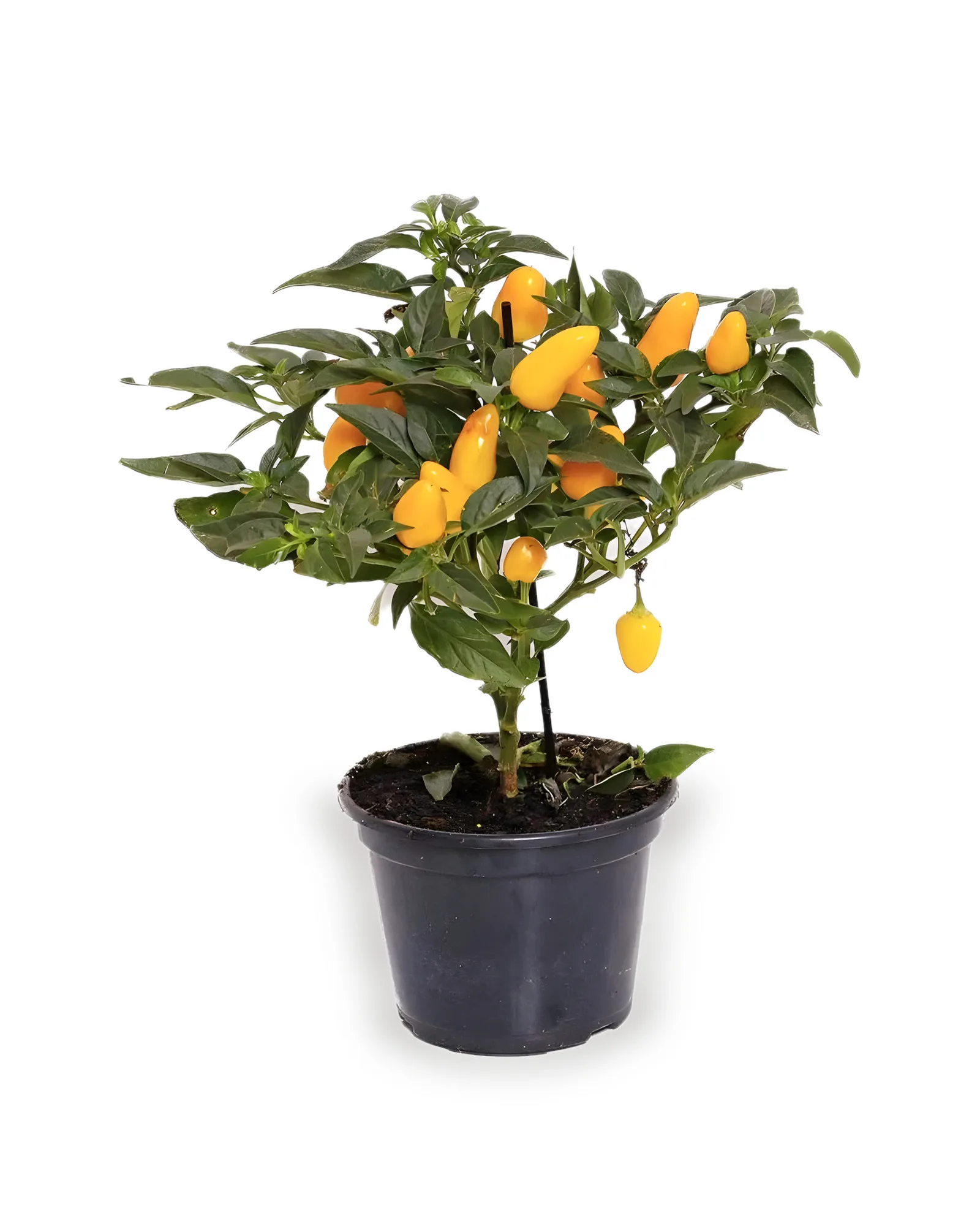 Pimenta Decorativa MDPT14 cores variadas
