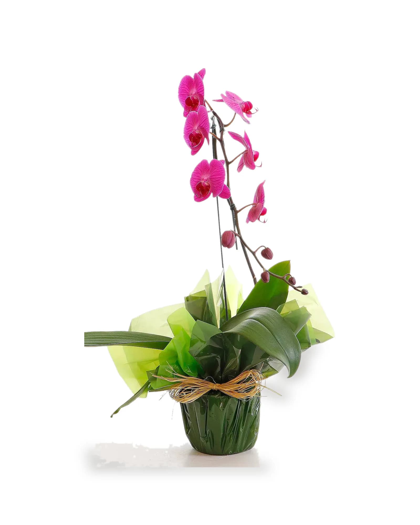 Arranjo Natural Orquidea Phalaenopsis Madri 43