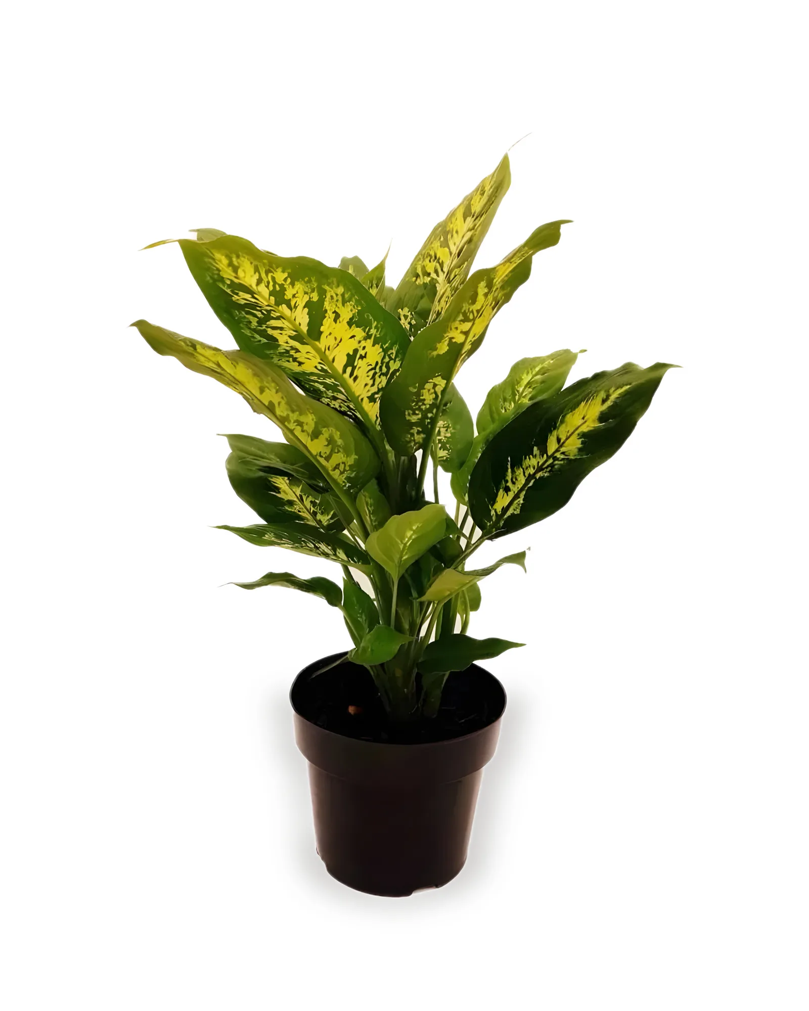 COMIGO NINGUÉM PODE DIEFFENBACHIA MDPT17 (enviamos para todo Brasil)