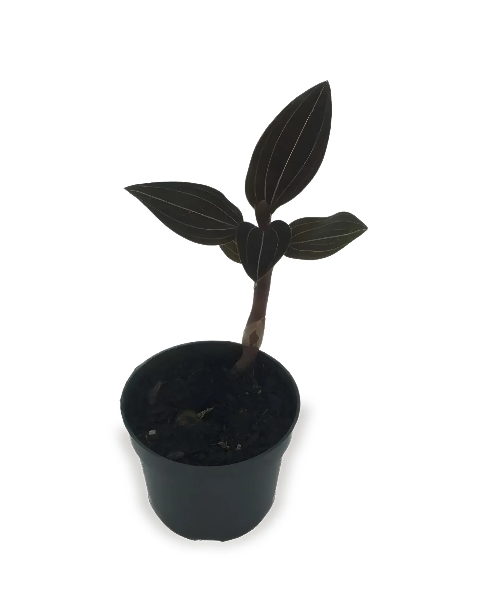 ORQUIDEA LUDISIA PT09 (enviamos para todo Brasil)