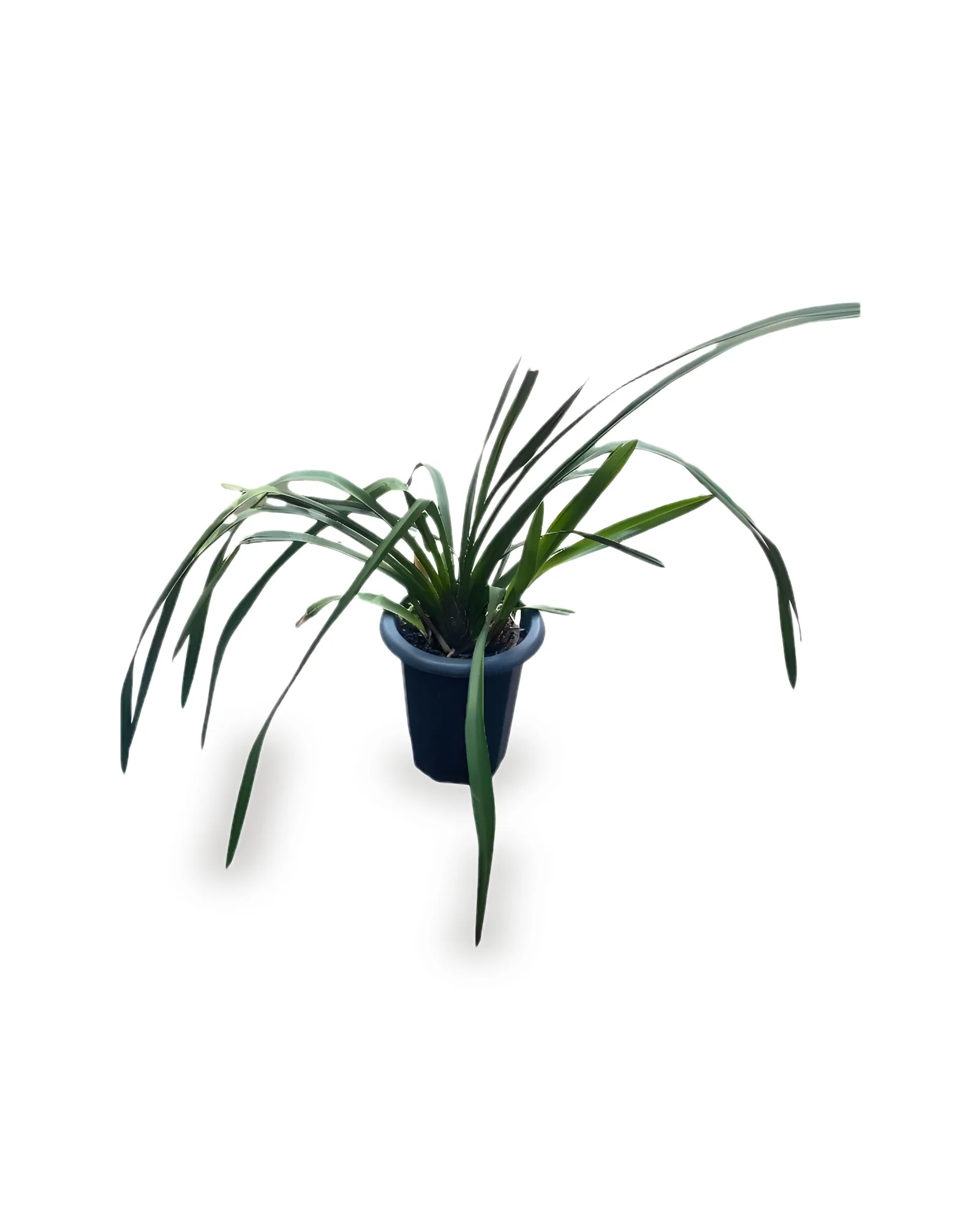 ORQUIDEA JARDIM MDPTSM (SEM FLOR))