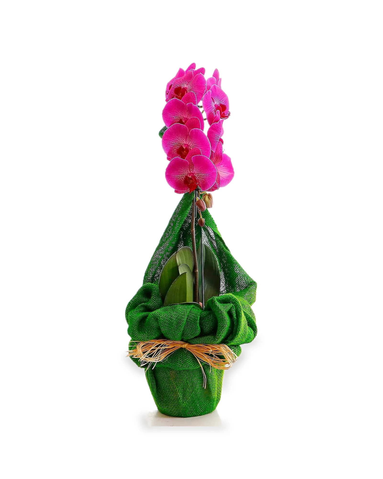 Arranjo Natural Orquidea Phalaenopsis Madri 45