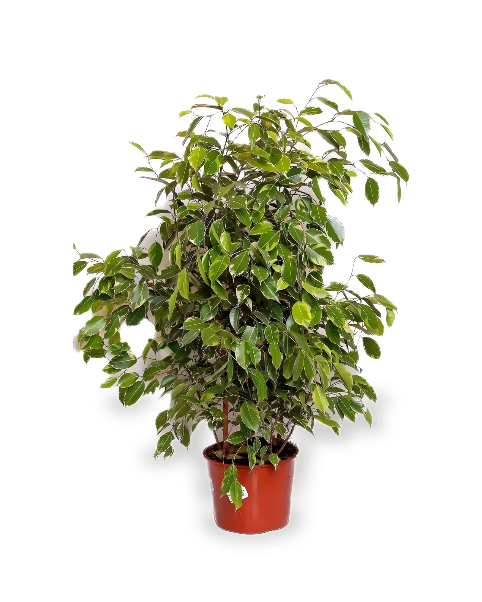 Ficus Ganthel MDPT24VL