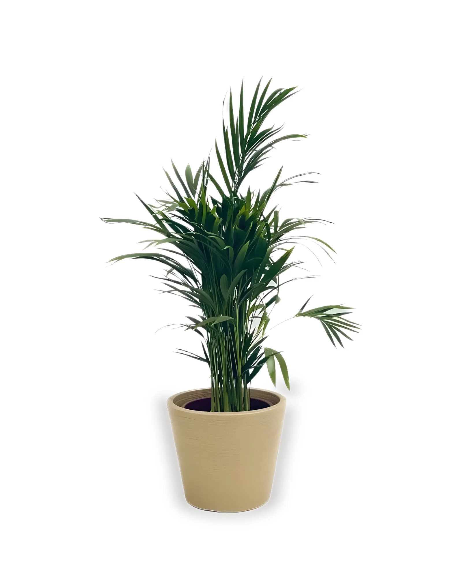 conjunto areca cone baixo (cores variadas )