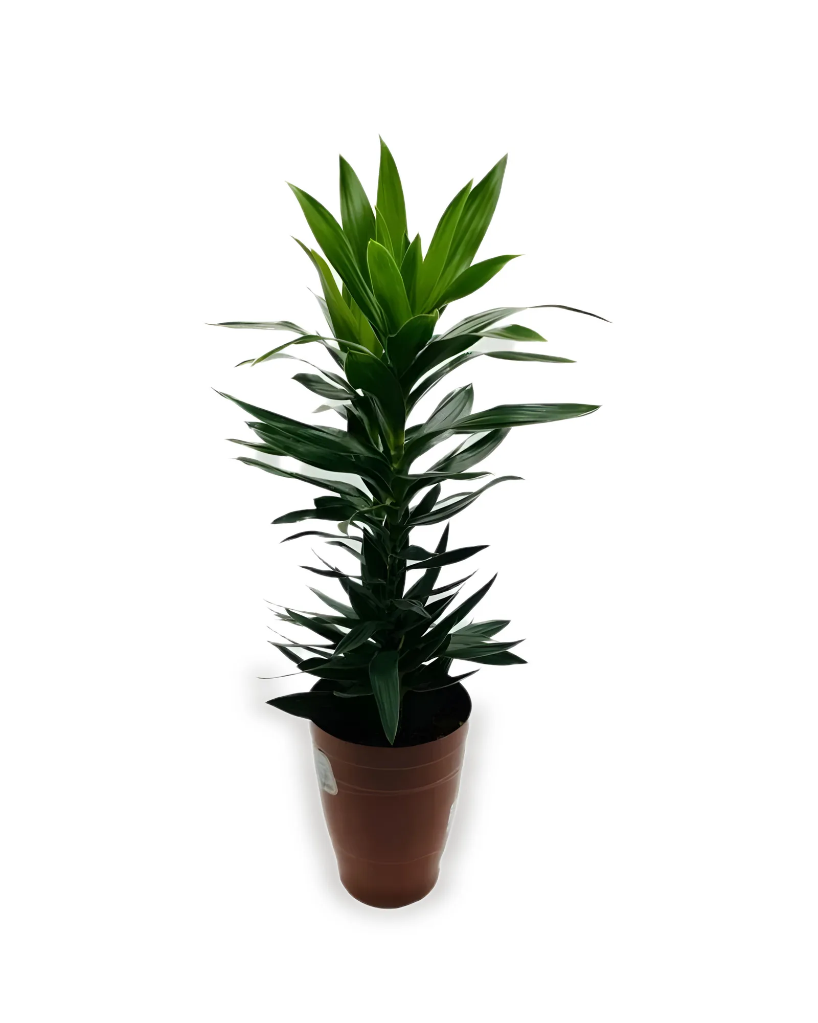 DRACENA PLEOMELE MDPT17