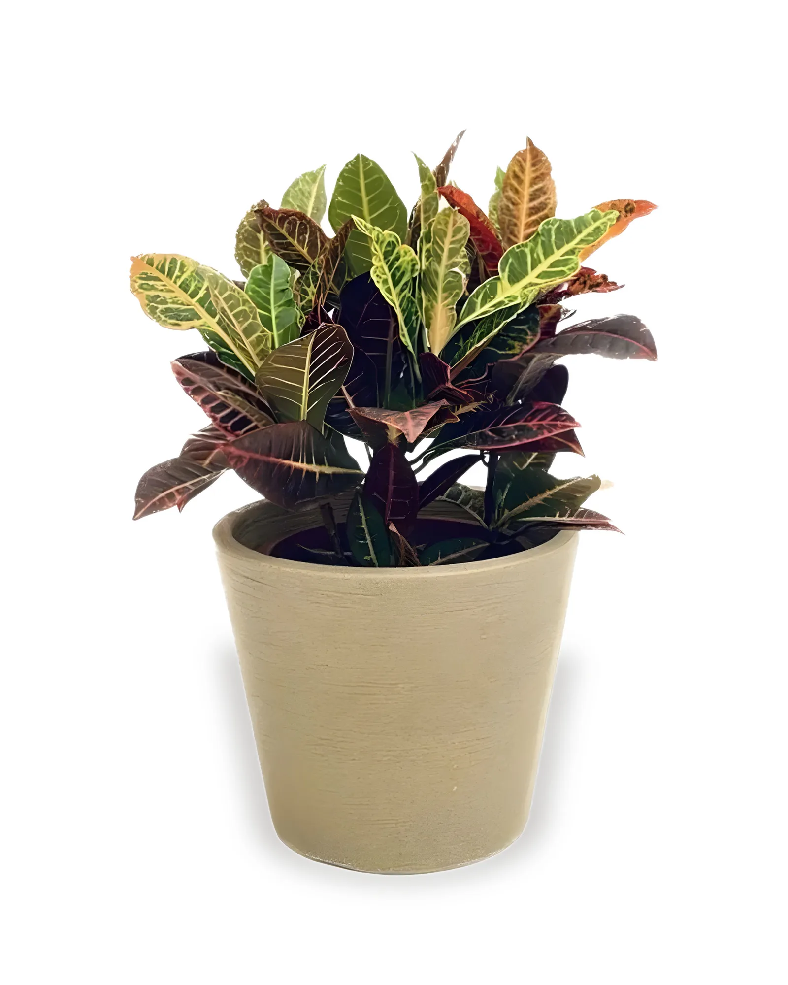 conjunto croton petra cone baixo (cores de vasos variados )