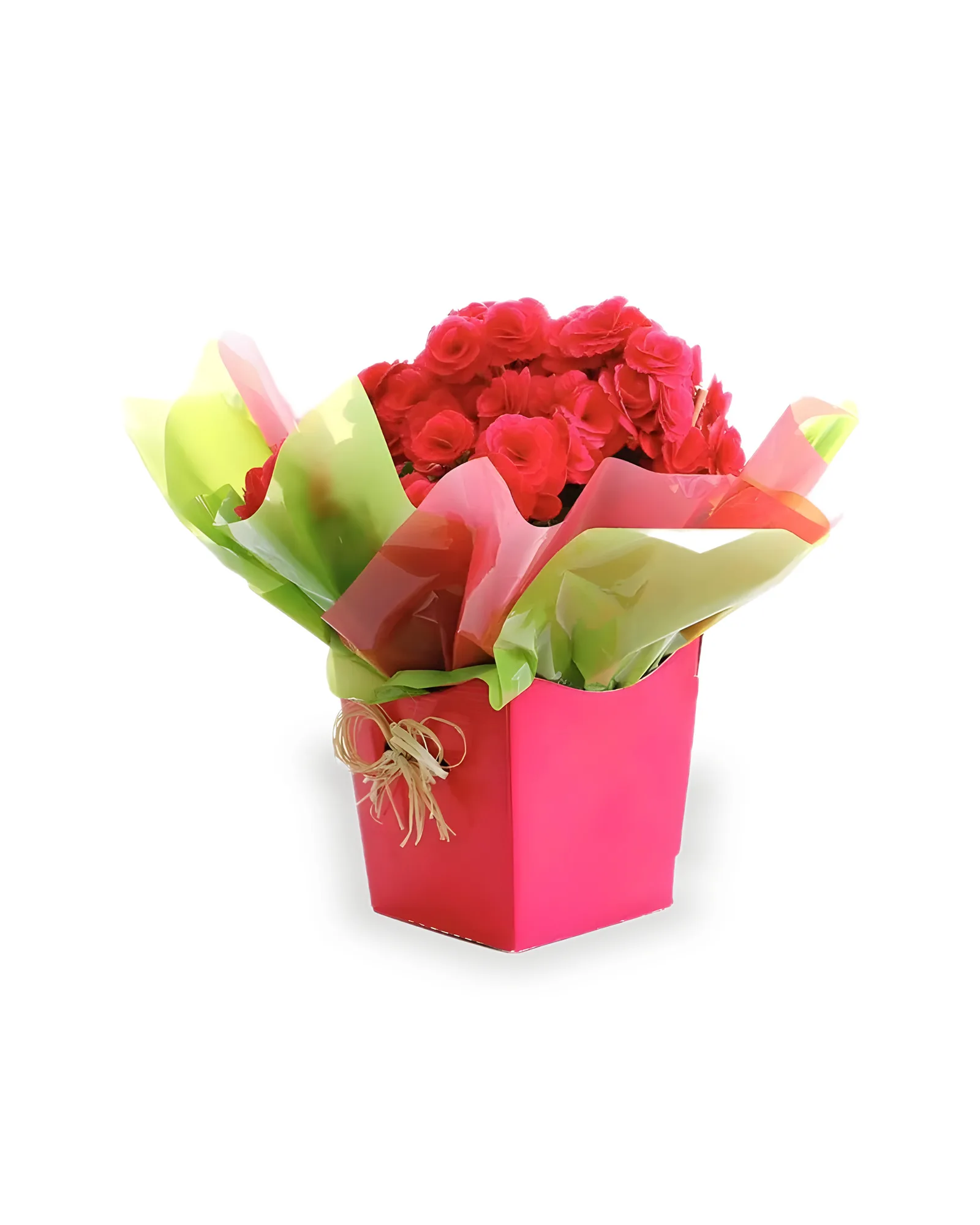 Arranjo Natural Begonia Florença 15