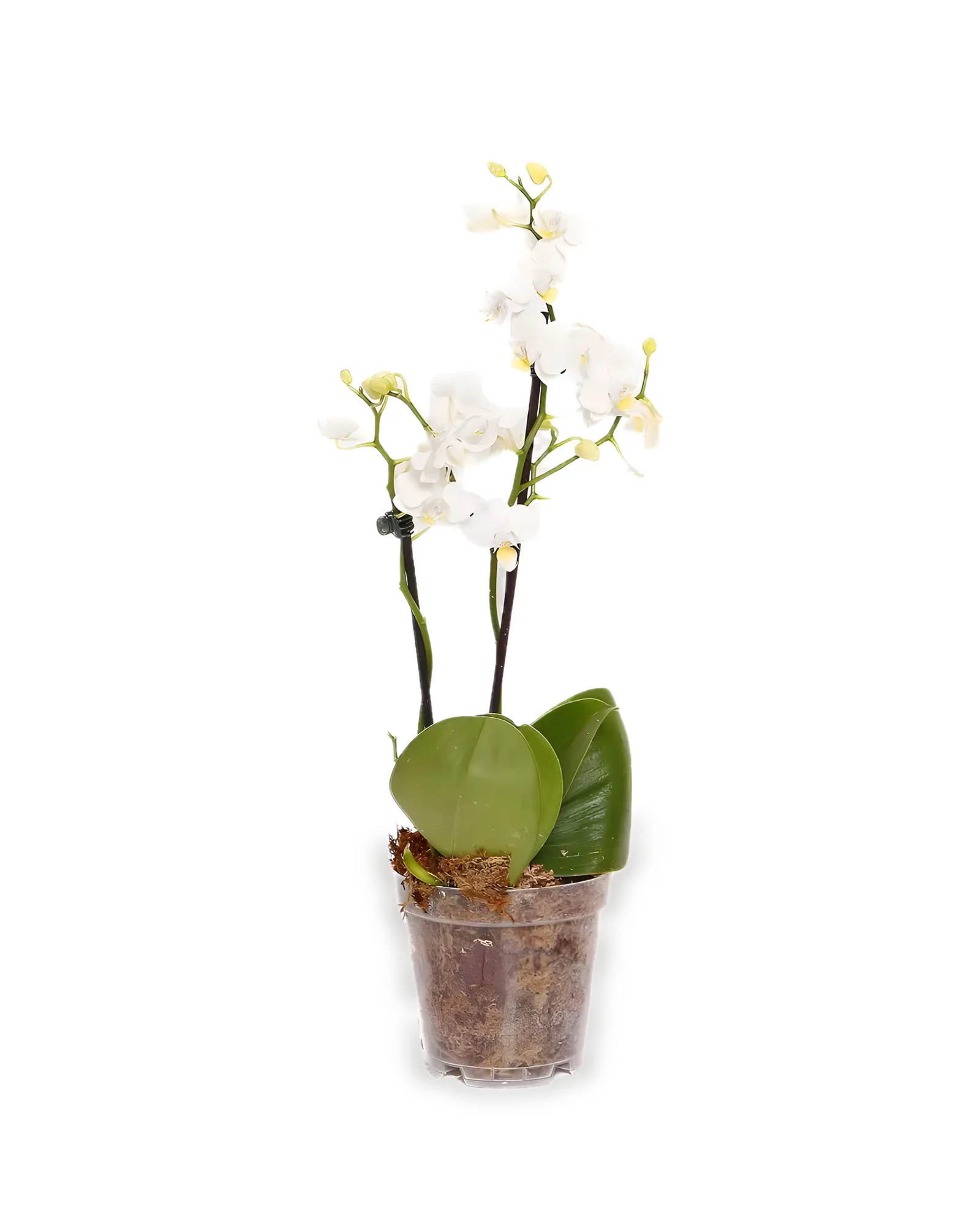 Orquidea Phalaenopsis Mix MDPT12(cores variadas)