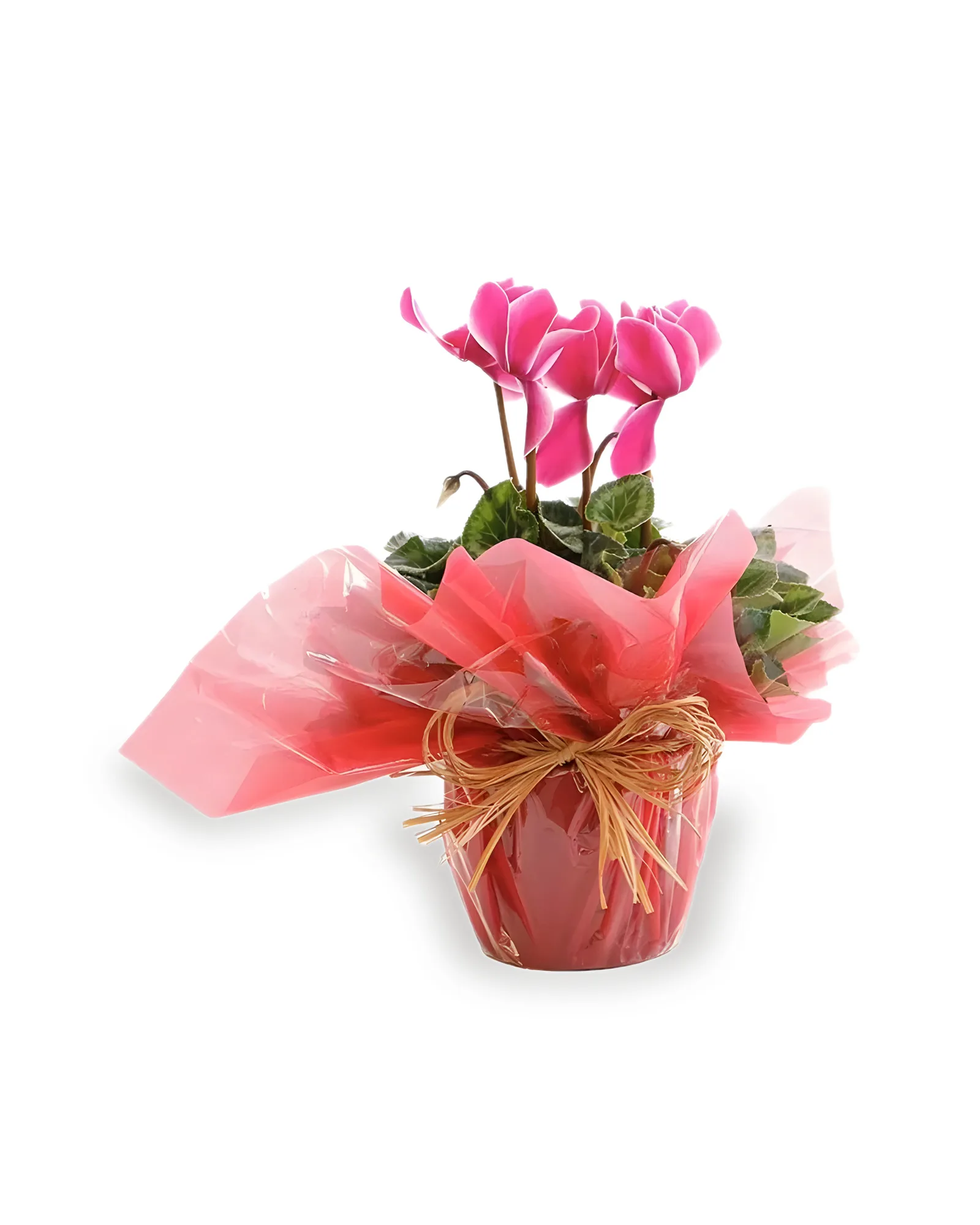 Arranjo Natural Cyclamen Lisboa 24