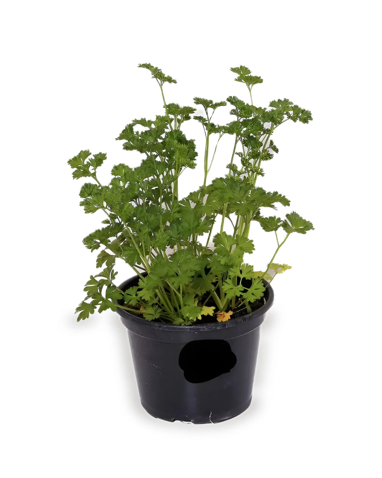 Salsa Crespa Pt15